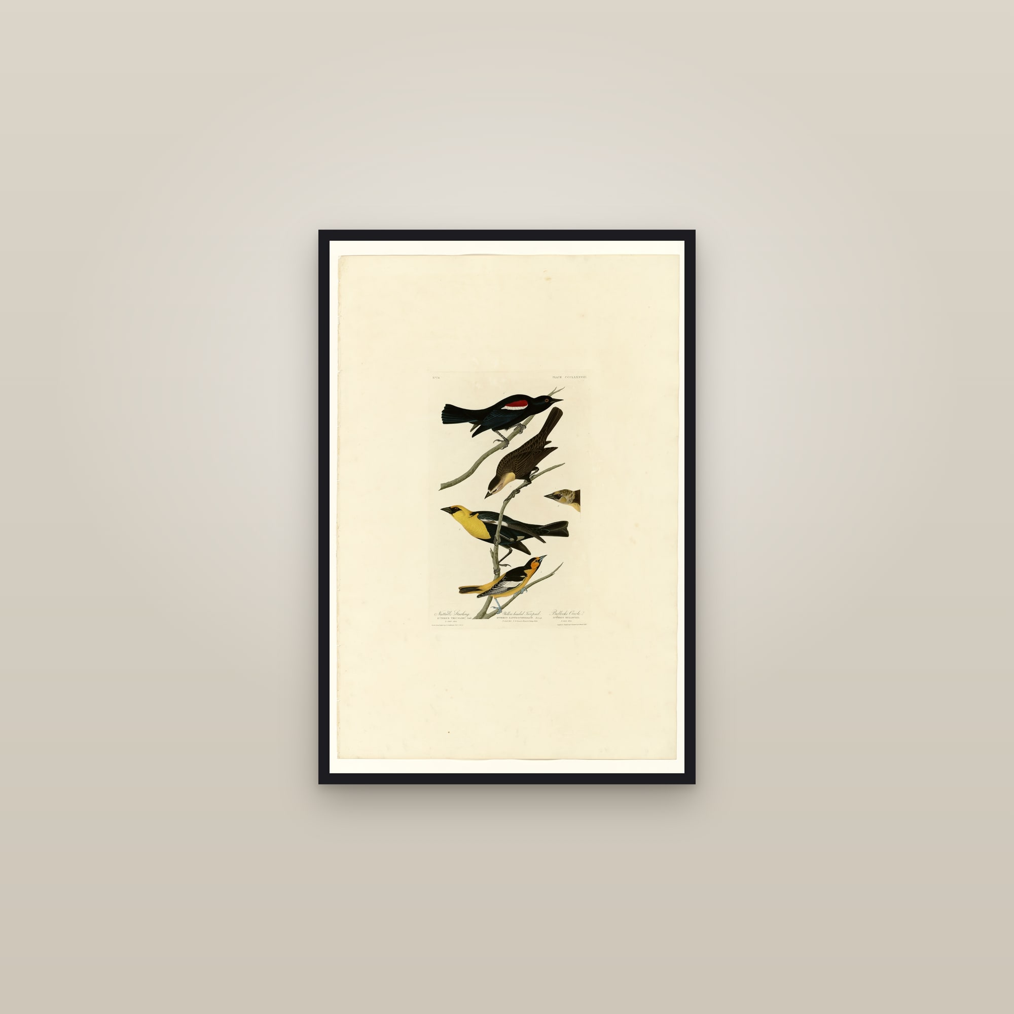 I. Nuttall's Starling - 2. Yellow-headed Troopial - 3. Bullock's Oriole — framed in a gallery setting