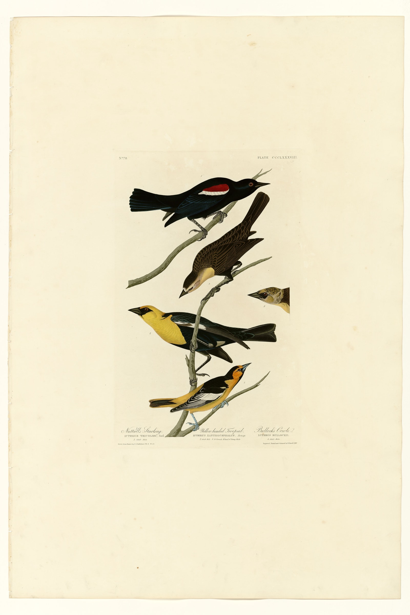 I. Nuttall's Starling - 2. Yellow-headed Troopial - 3. Bullock's Oriole