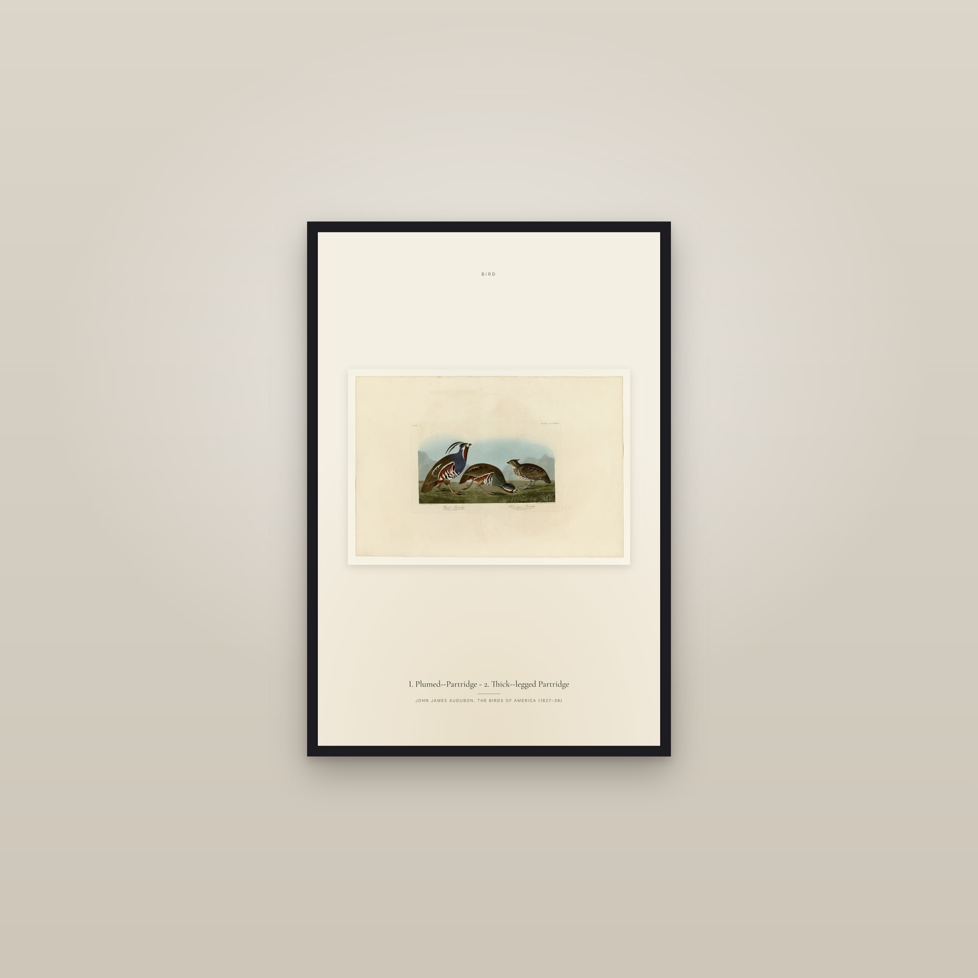 I. Plumed--Partridge - 2. Thick--legged Partridge — framed in a gallery setting