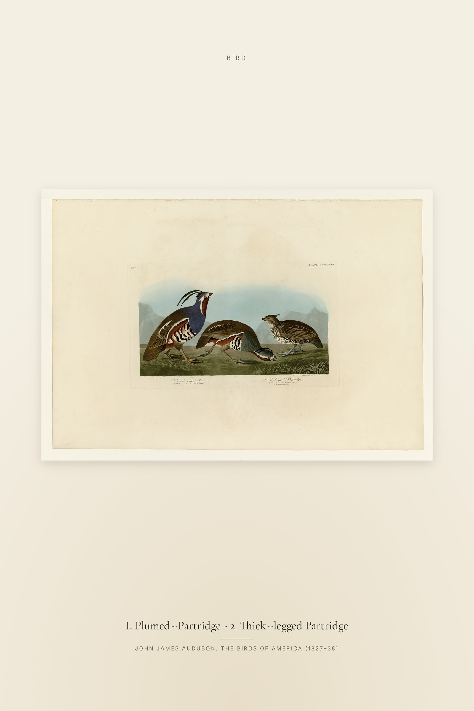 I. Plumed--Partridge - 2. Thick--legged Partridge