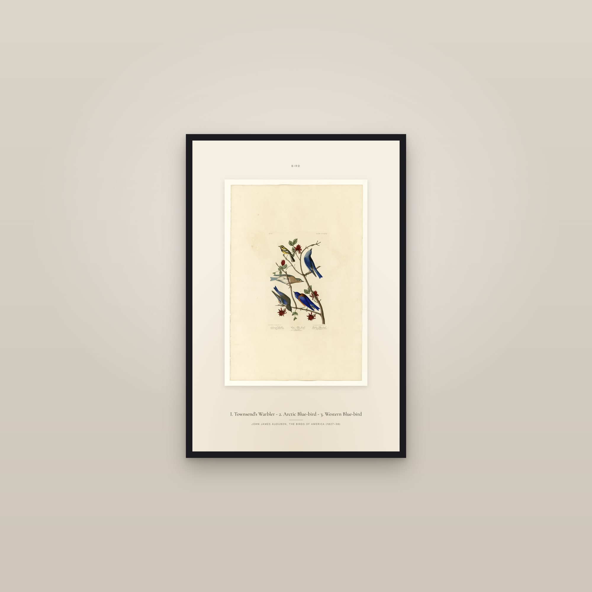 I. Townsend's Warbler - 2. Arctic Blue-bird - 3. Western Blue-bird — Specimen — framed in a gallery setting