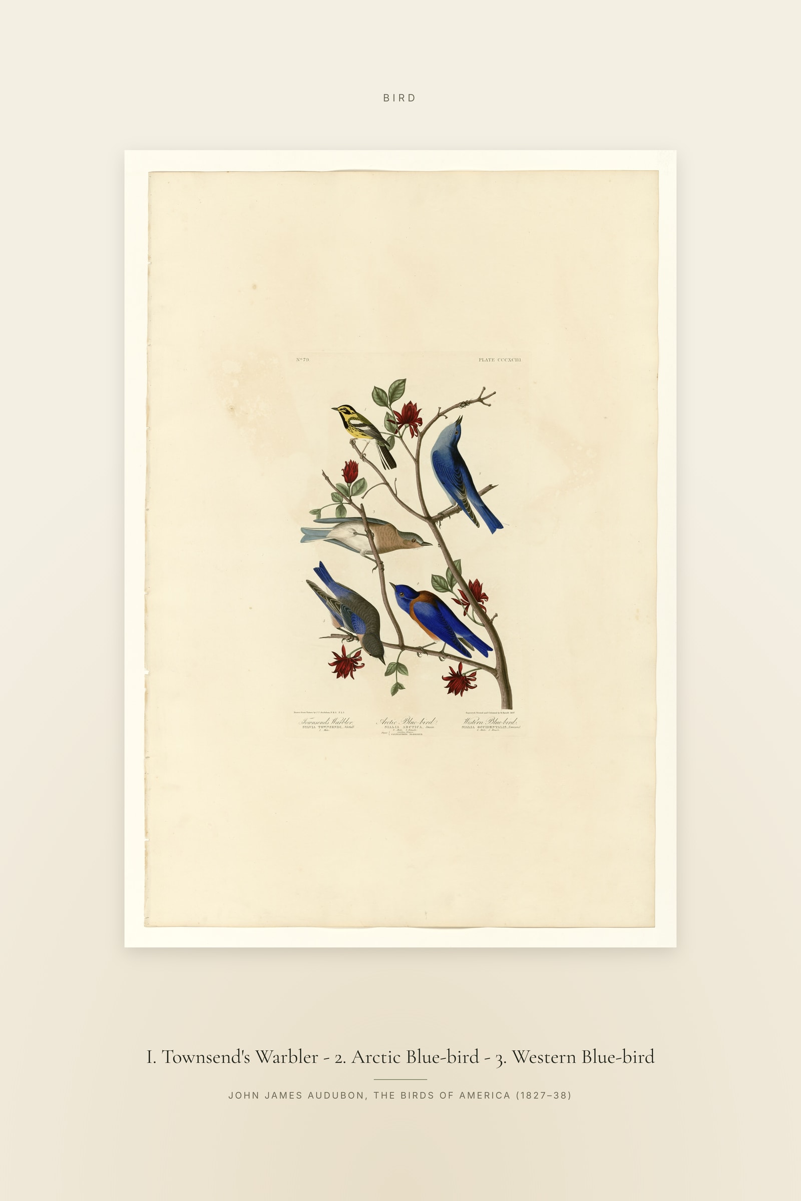 I. Townsend's Warbler - 2. Arctic Blue-bird - 3. Western Blue-bird — Specimen