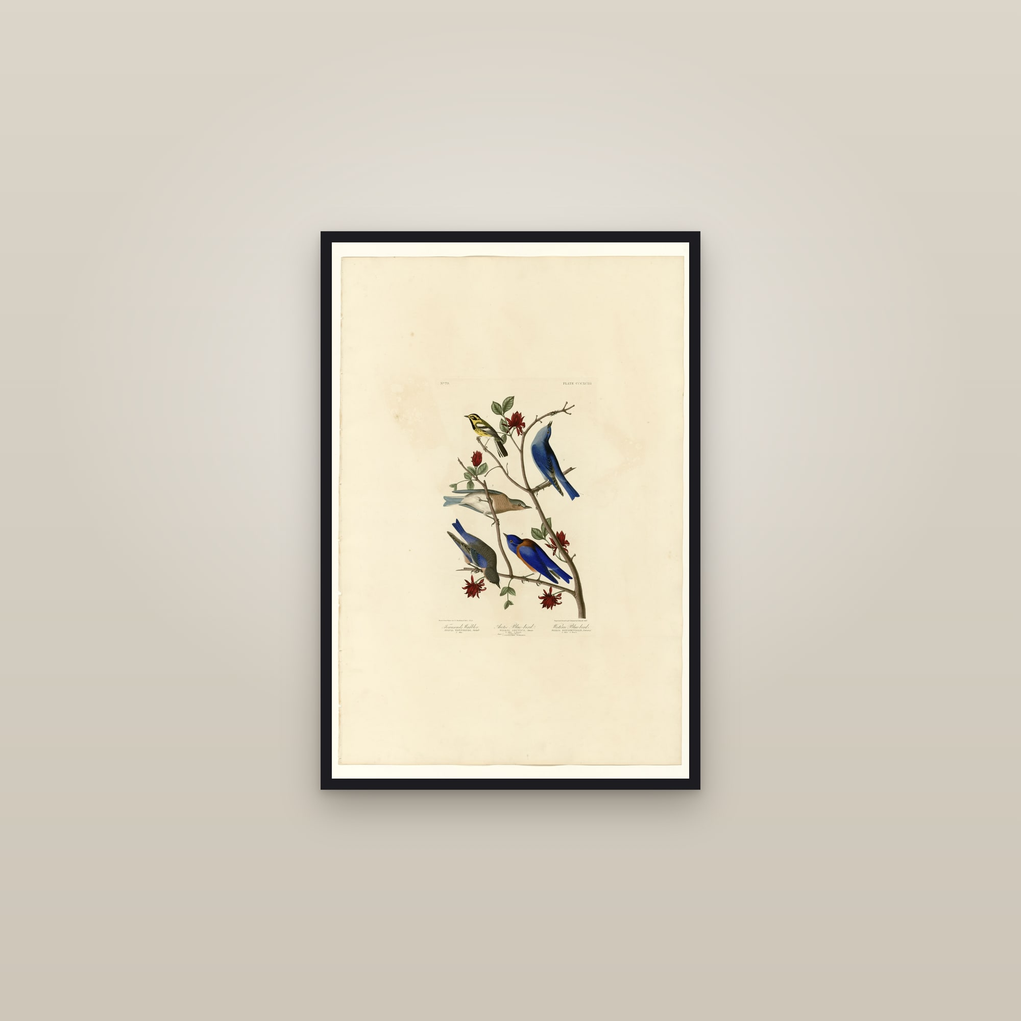 I. Townsend's Warbler - 2. Arctic Blue-bird - 3. Western Blue-bird — framed in a gallery setting