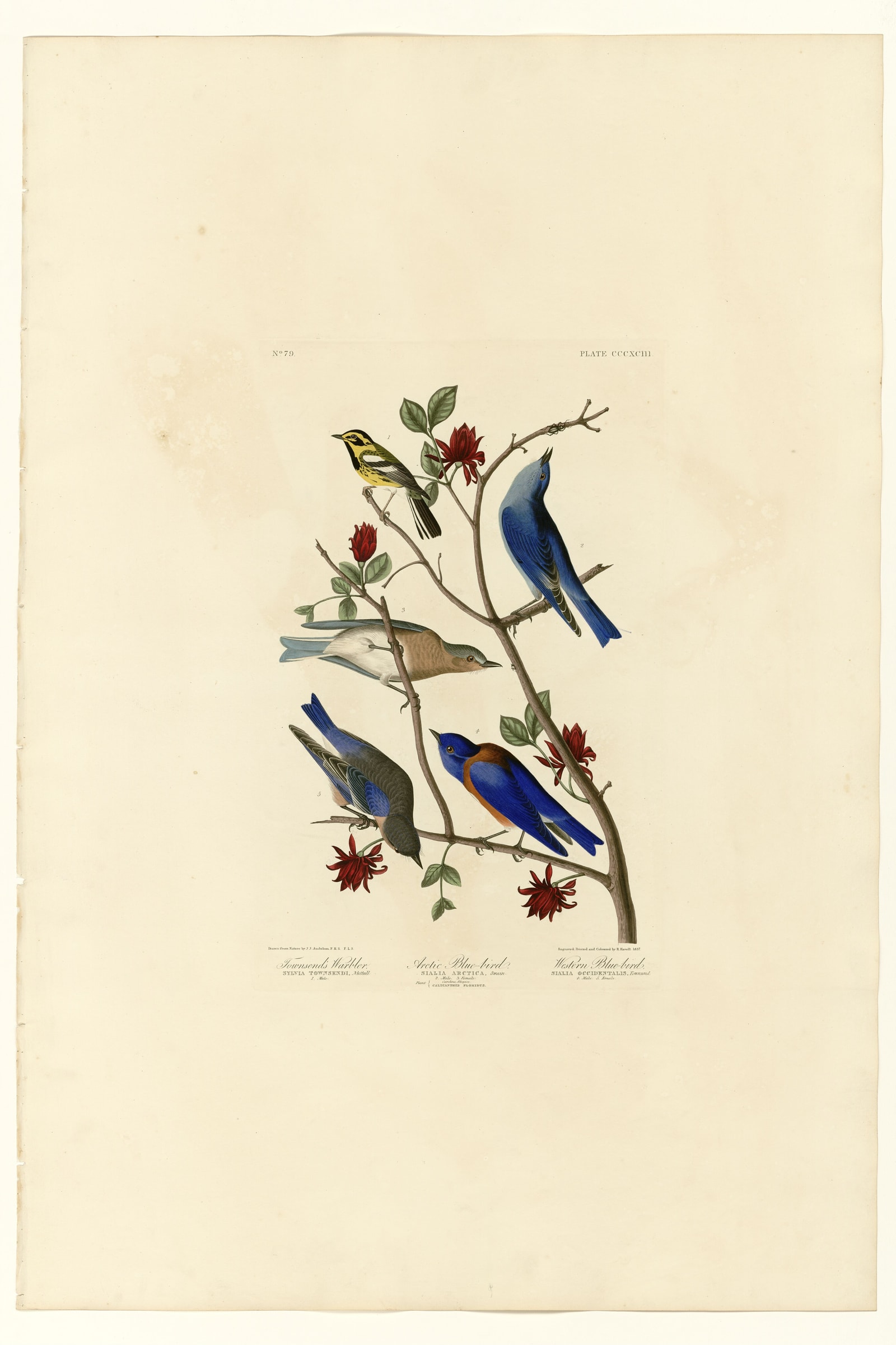 I. Townsend's Warbler - 2. Arctic Blue-bird - 3. Western Blue-bird