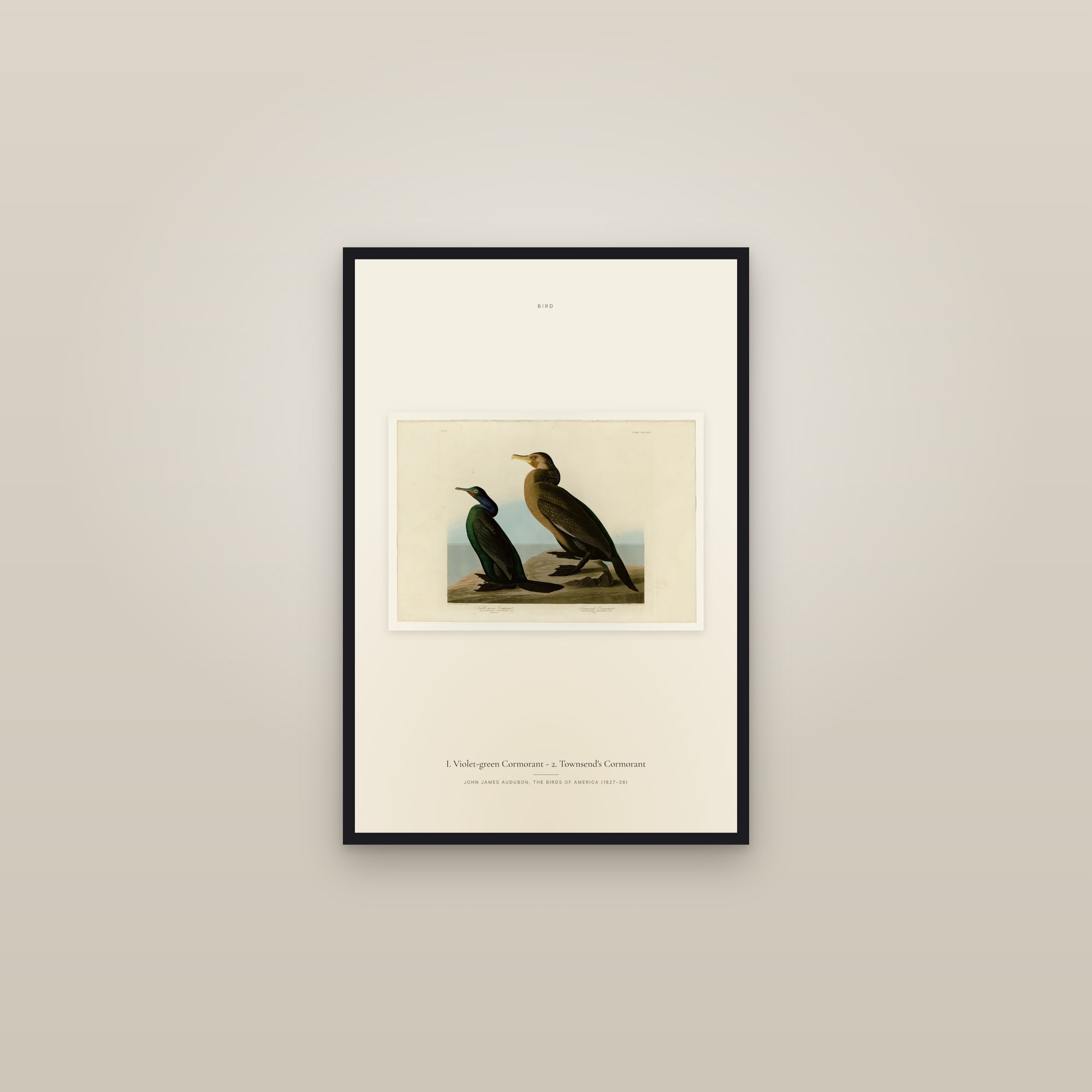 I. Violet-green Cormorant - 2. Townsend's Cormorant — framed in a gallery setting