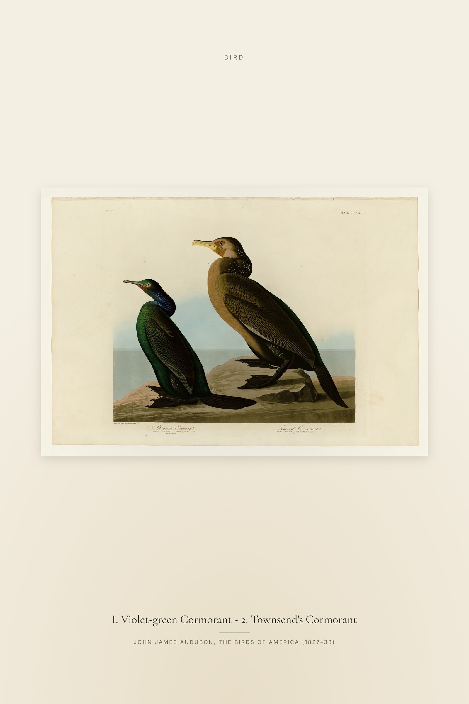 I. Violet-green Cormorant - 2. Townsend's Cormorant