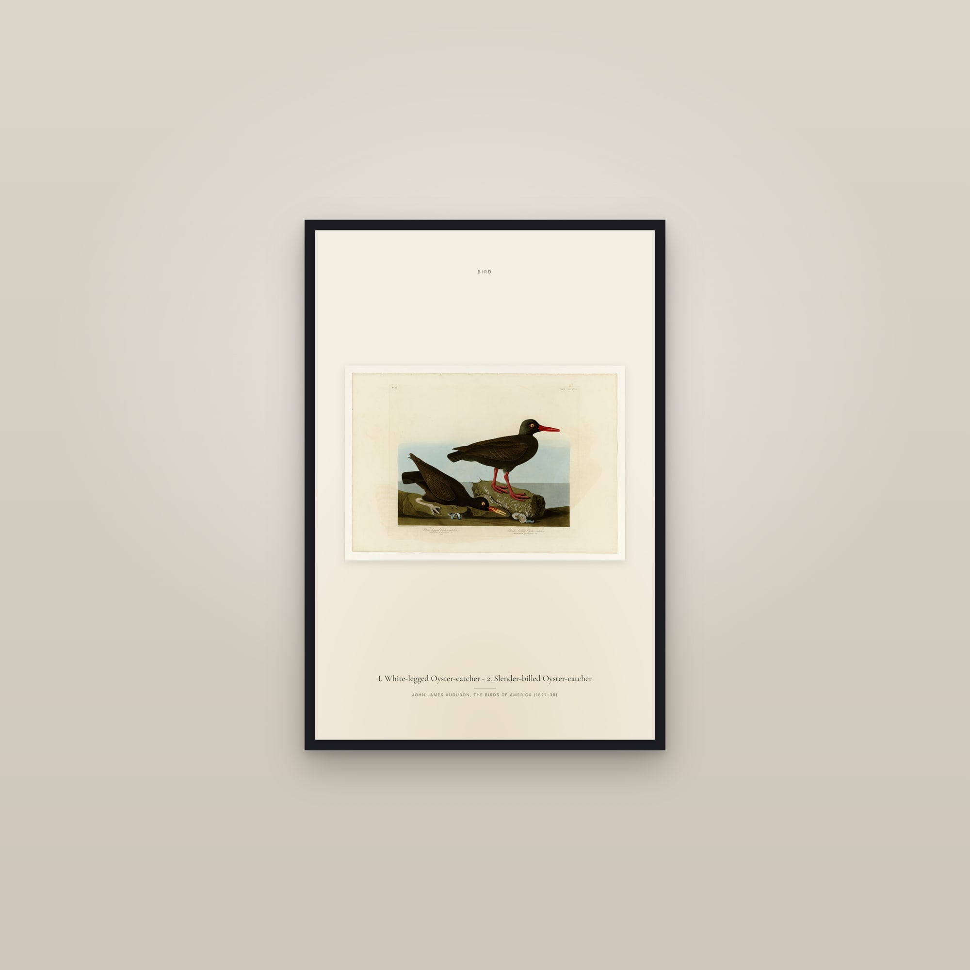 I. White-legged Oyster-catcher - 2. Slender-billed Oyster-catcher — framed in a gallery setting