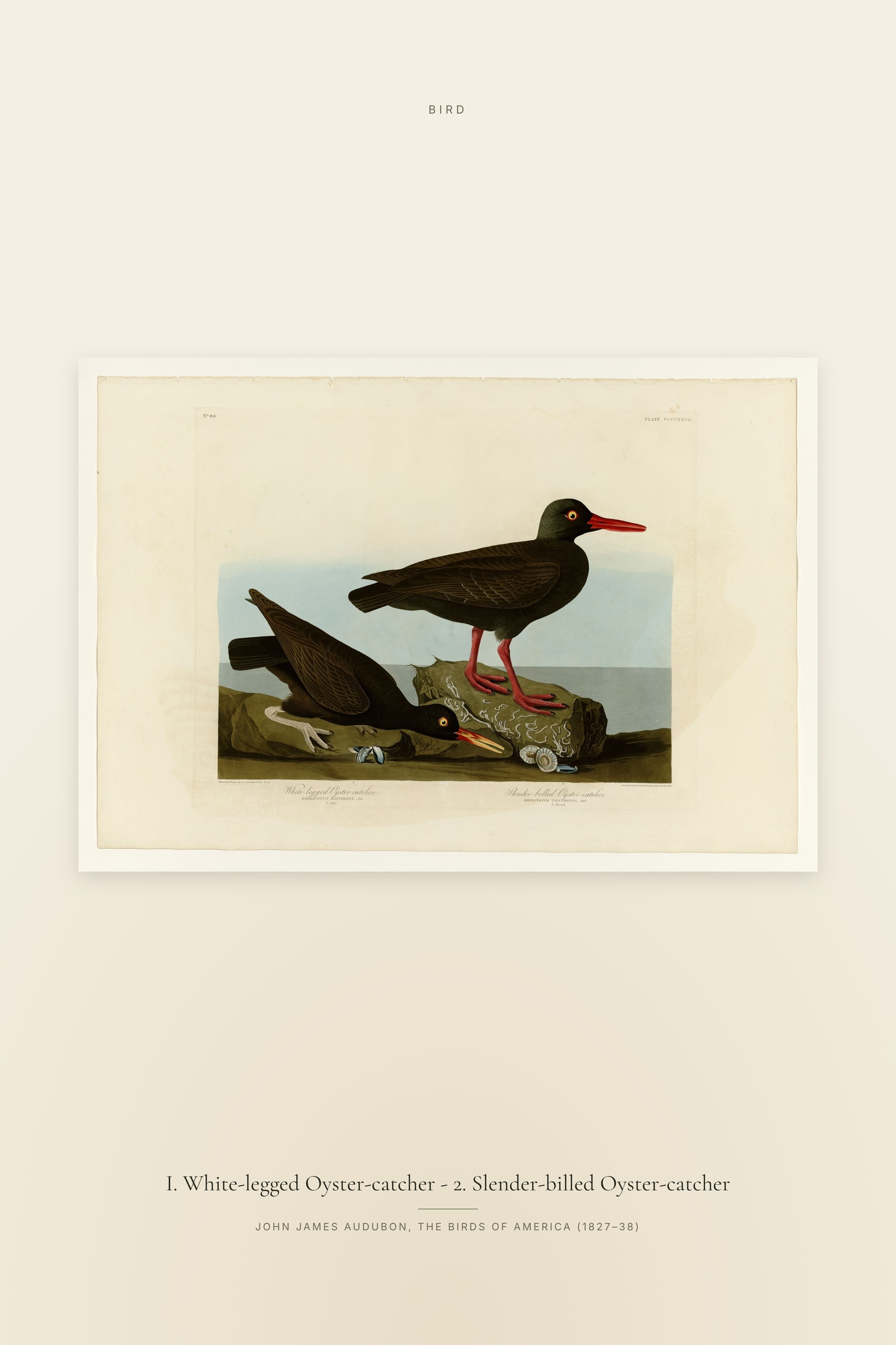 I. White-legged Oyster-catcher - 2. Slender-billed Oyster-catcher
