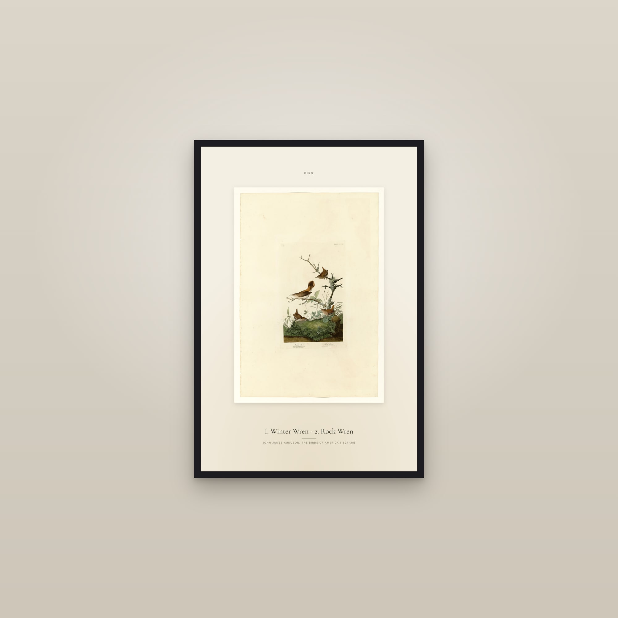 I. Winter Wren - 2. Rock Wren — Specimen — framed in a gallery setting
