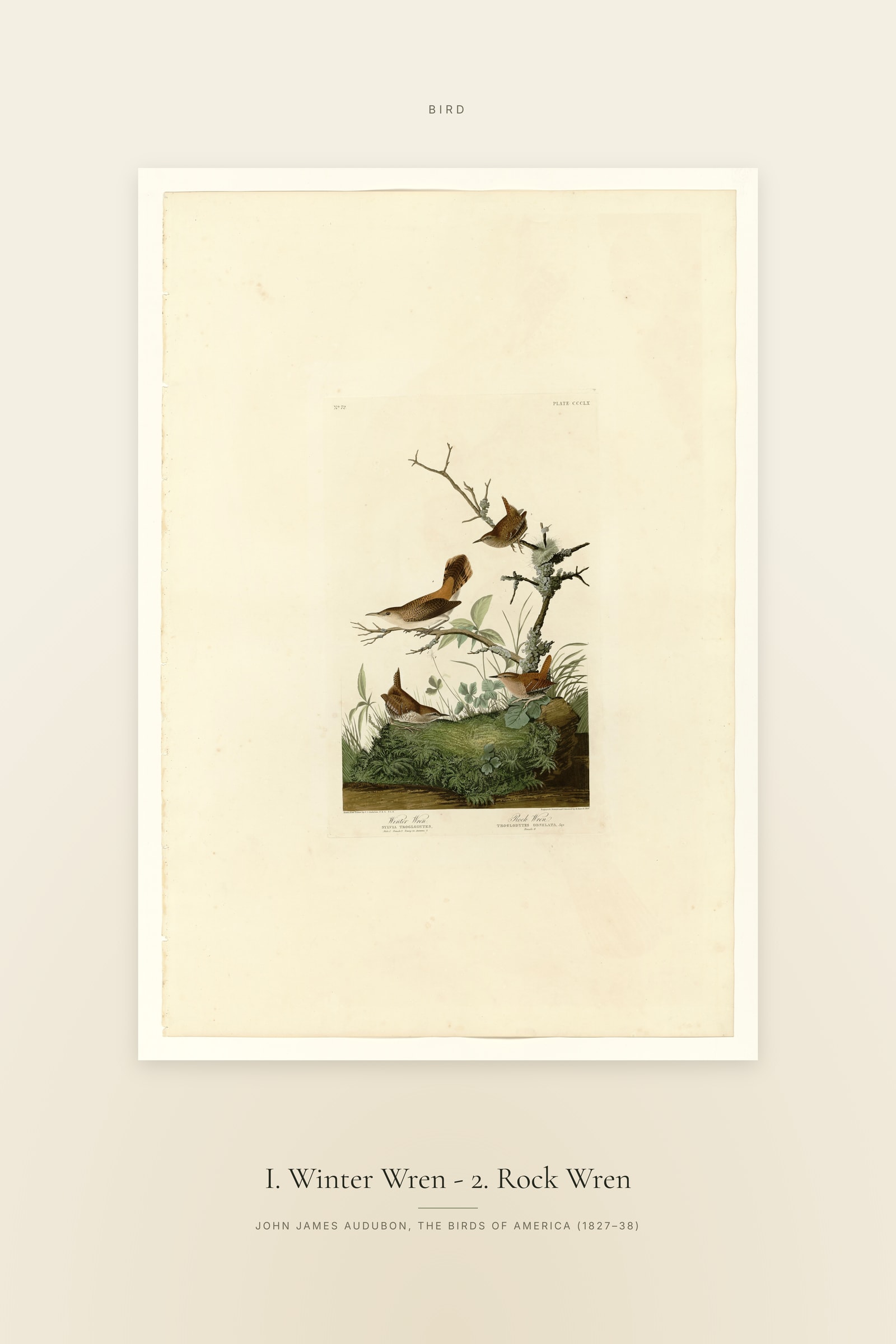 I. Winter Wren - 2. Rock Wren — Specimen