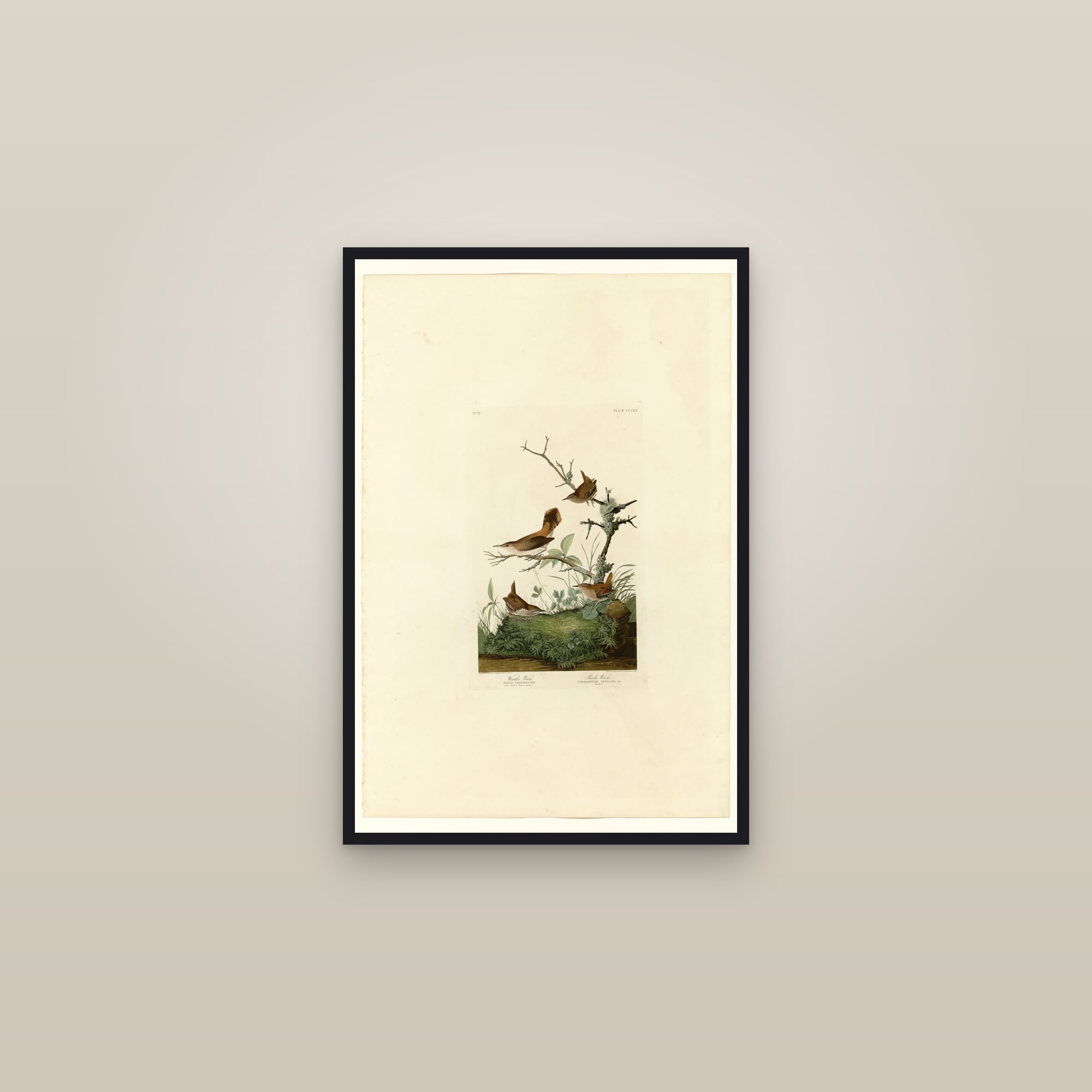 I. Winter Wren - 2. Rock Wren — framed in a gallery setting