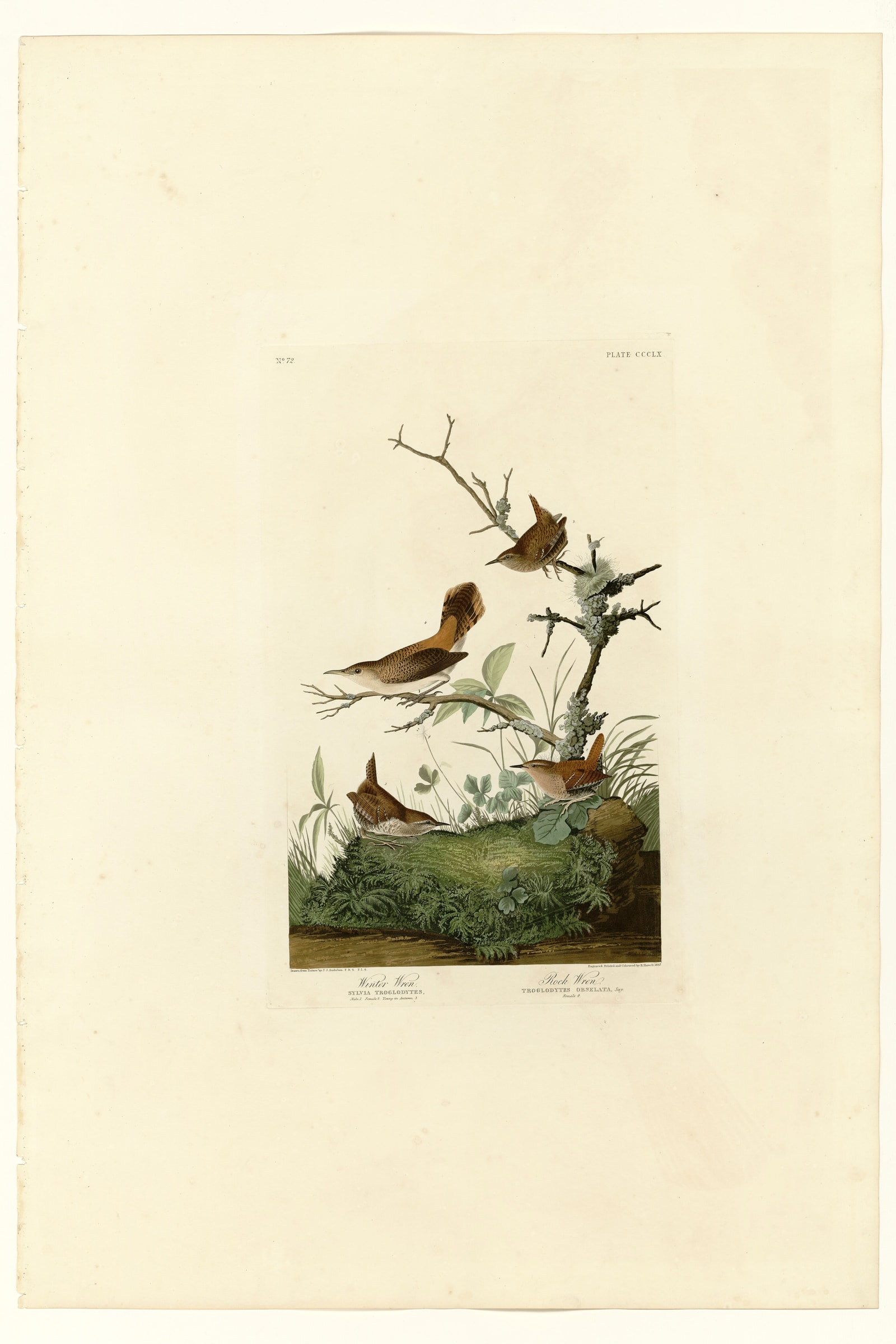 I. Winter Wren - 2. Rock Wren