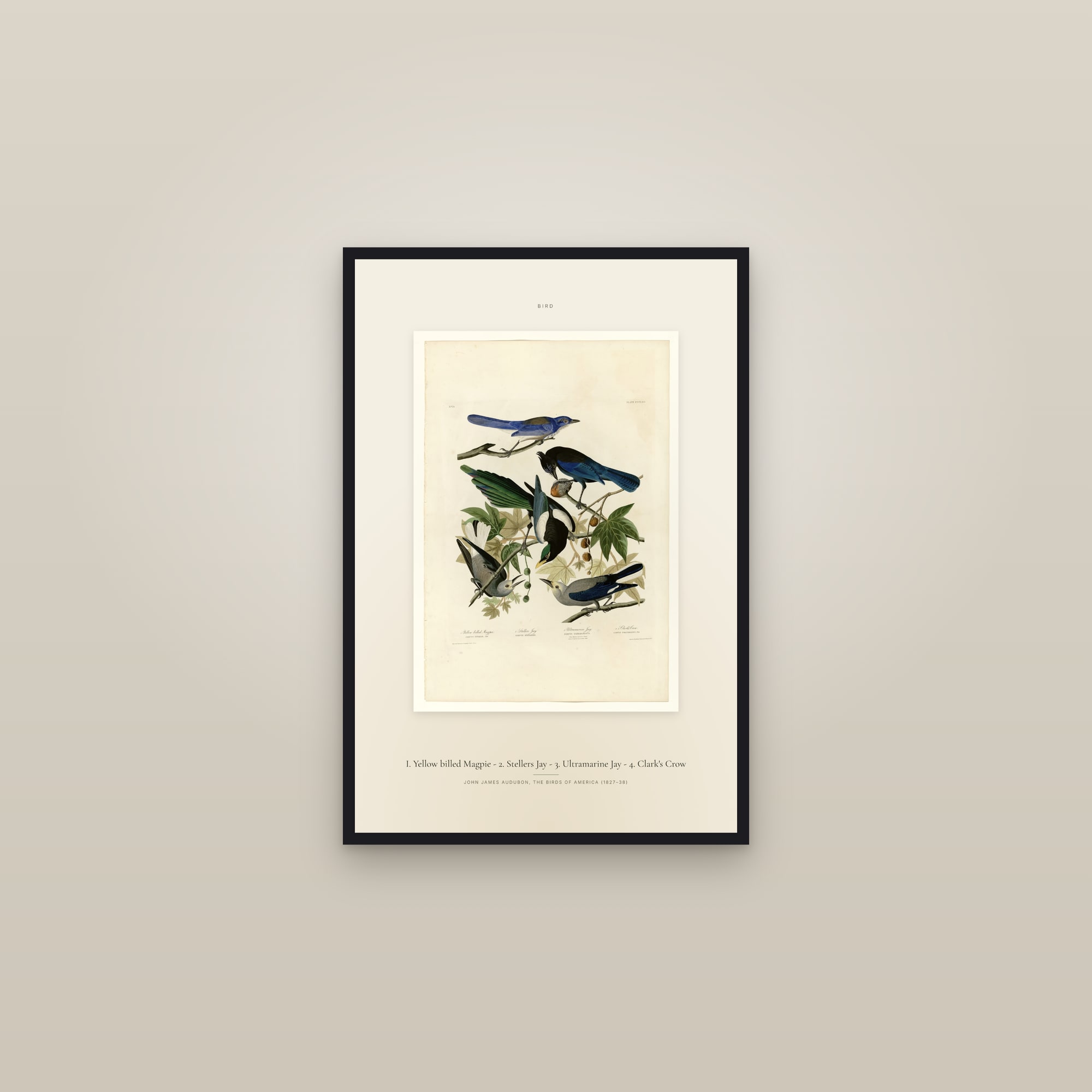 I. Yellow billed Magpie - 2. Stellers Jay - 3. Ultramarine Jay - 4. Clark's Crow — Specimen — framed in a gallery setting