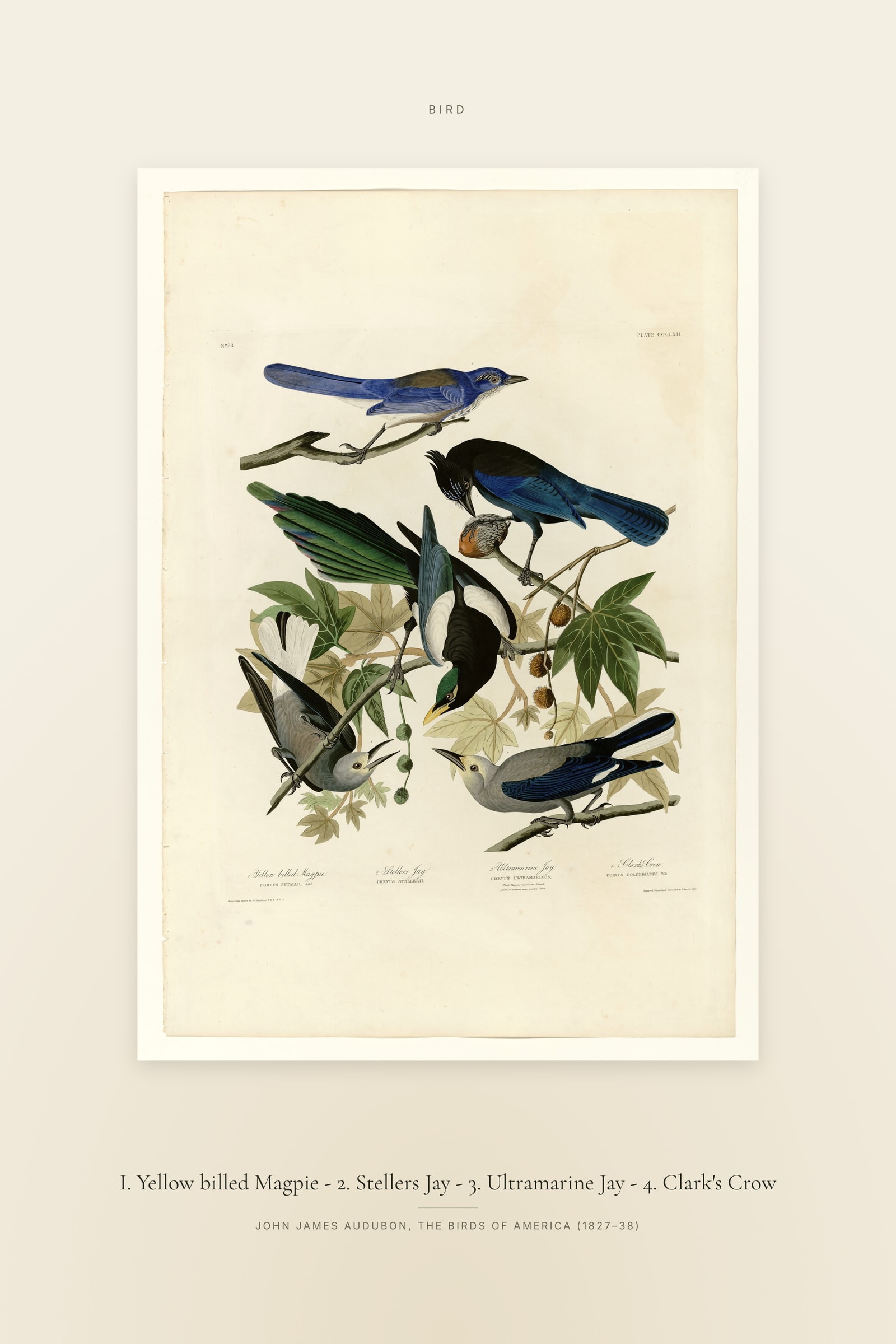 I. Yellow billed Magpie - 2. Stellers Jay - 3. Ultramarine Jay - 4. Clark's Crow — Specimen