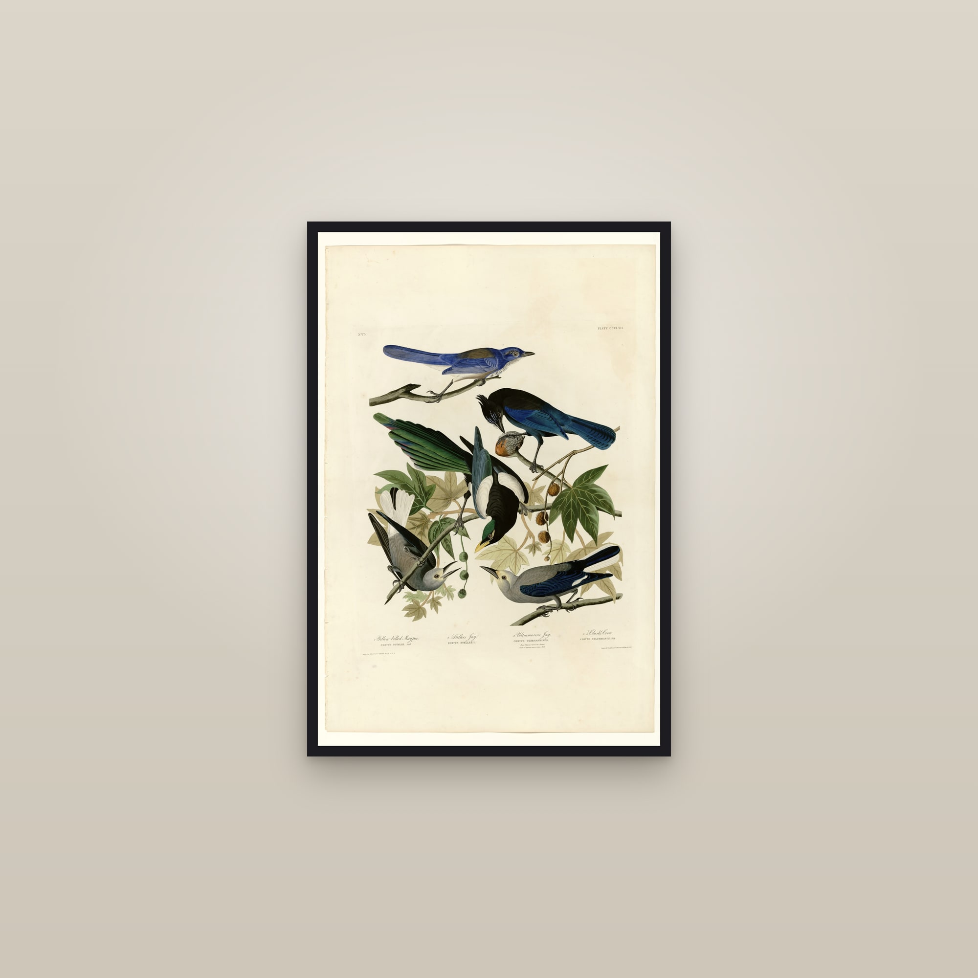 I. Yellow billed Magpie - 2. Stellers Jay - 3. Ultramarine Jay - 4. Clark's Crow — framed in a gallery setting