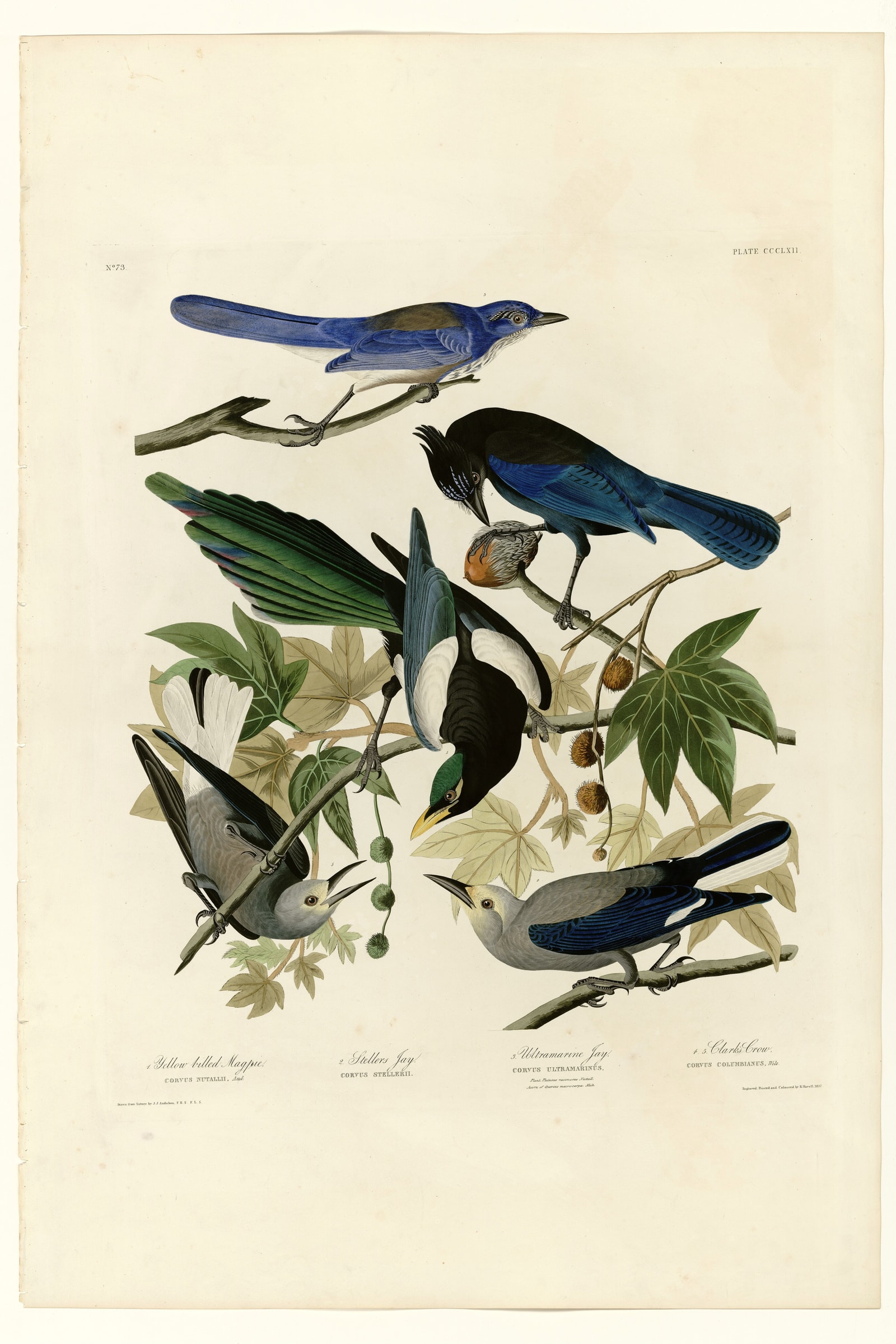 I. Yellow billed Magpie - 2. Stellers Jay - 3. Ultramarine Jay - 4. Clark's Crow