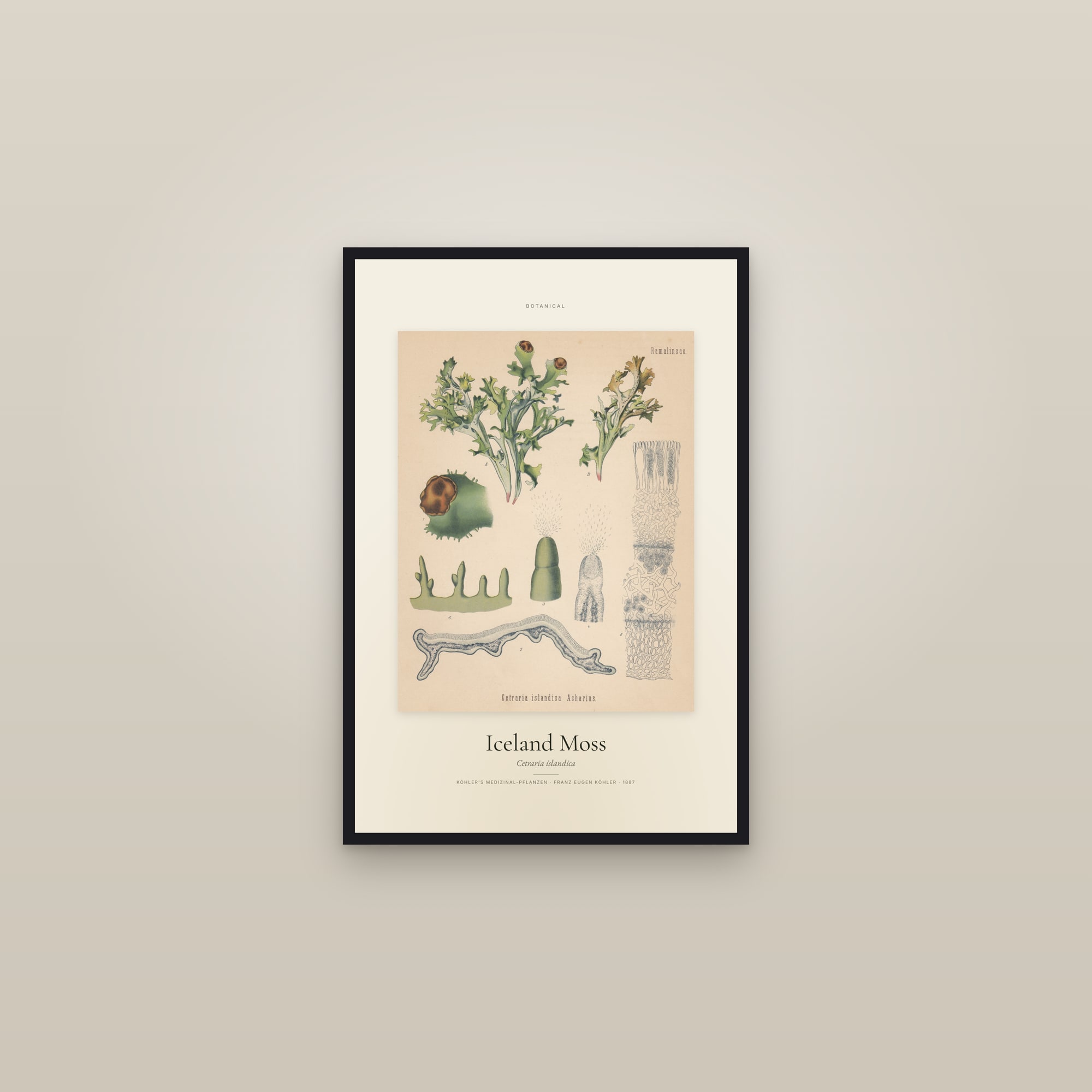 Iceland Moss — Specimen — framed in a gallery setting