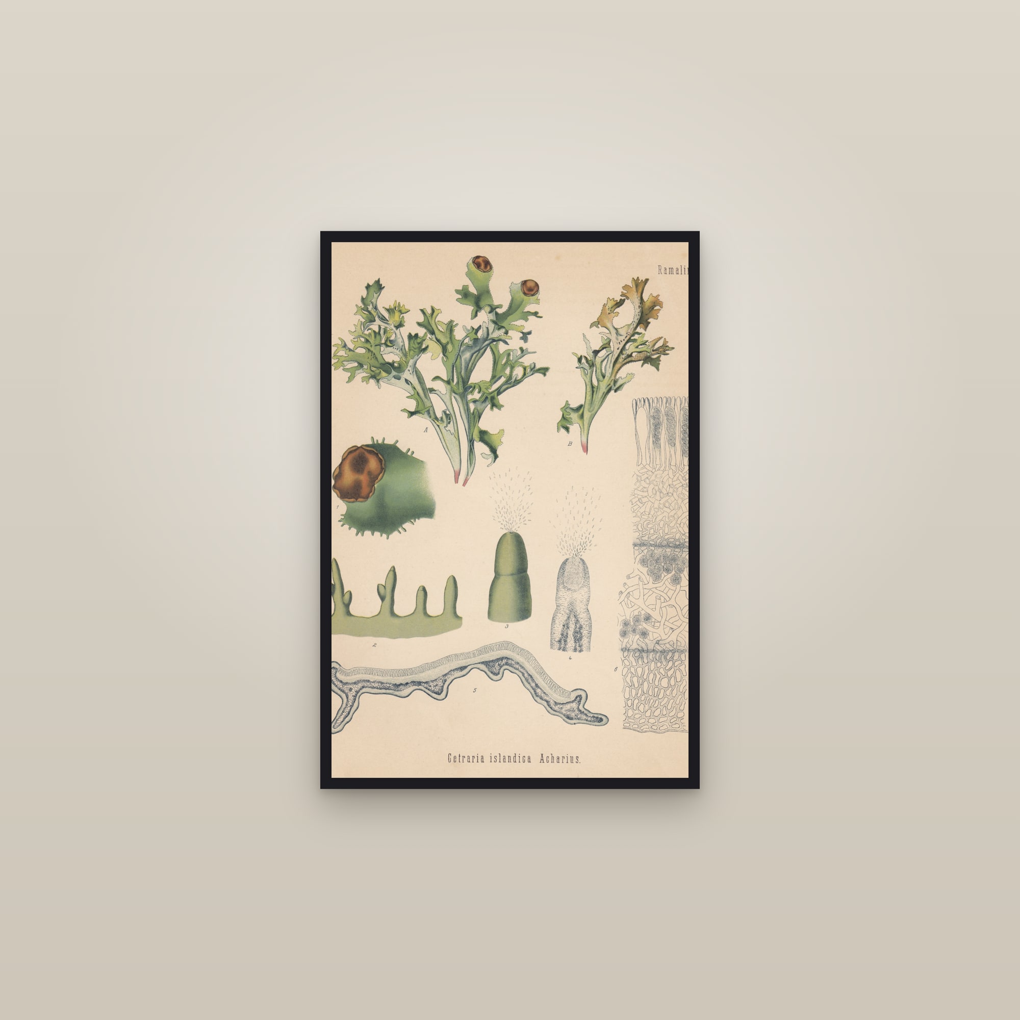 Iceland Moss — framed in a gallery setting