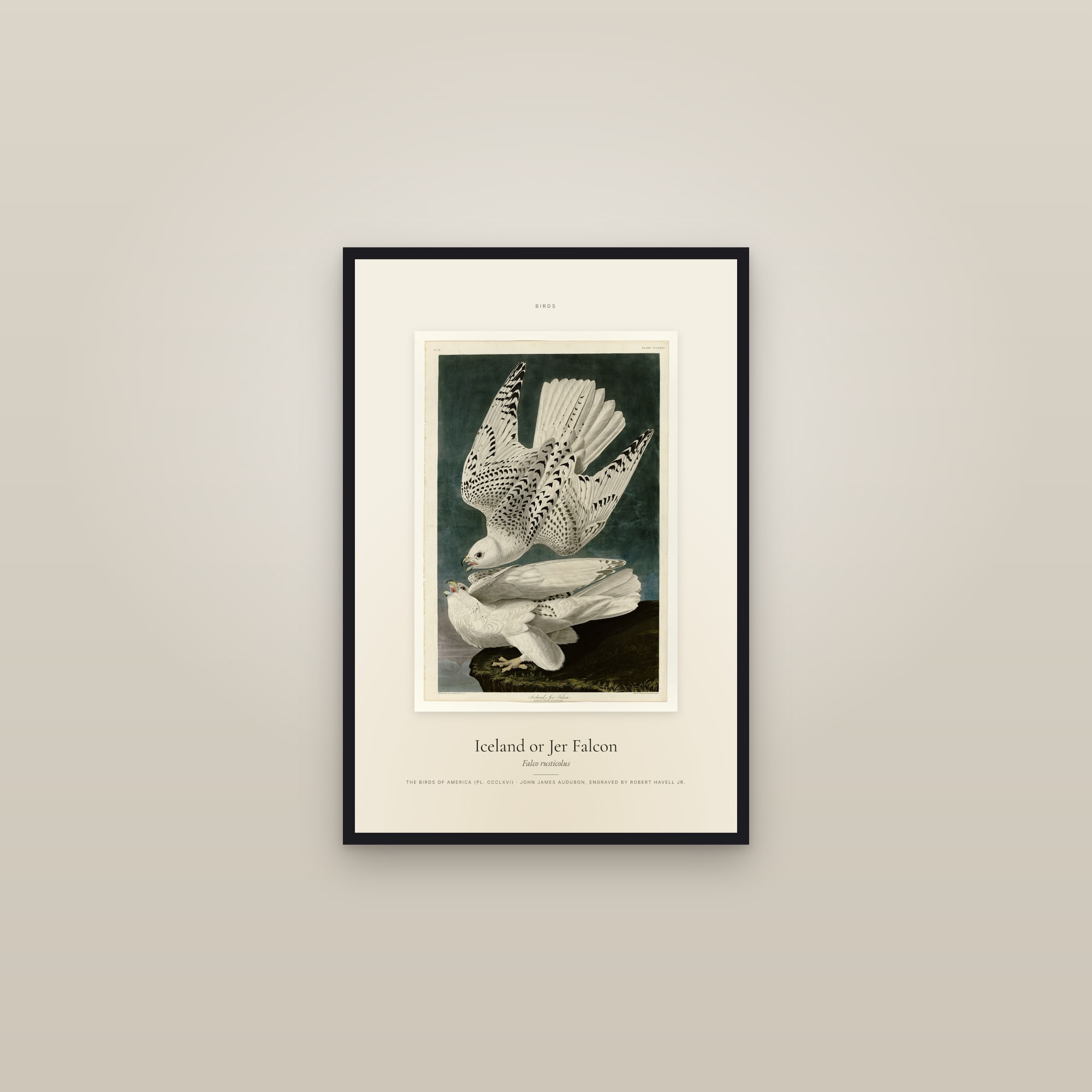 Iceland or Jer Falcon — Specimen — framed in a gallery setting