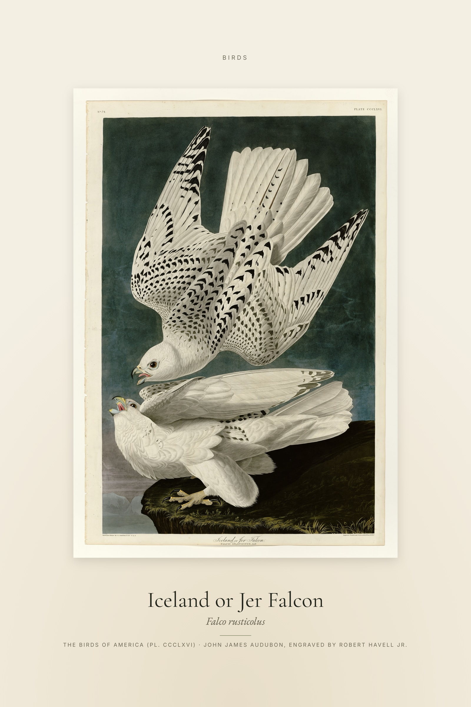 Iceland or Jer Falcon — Specimen