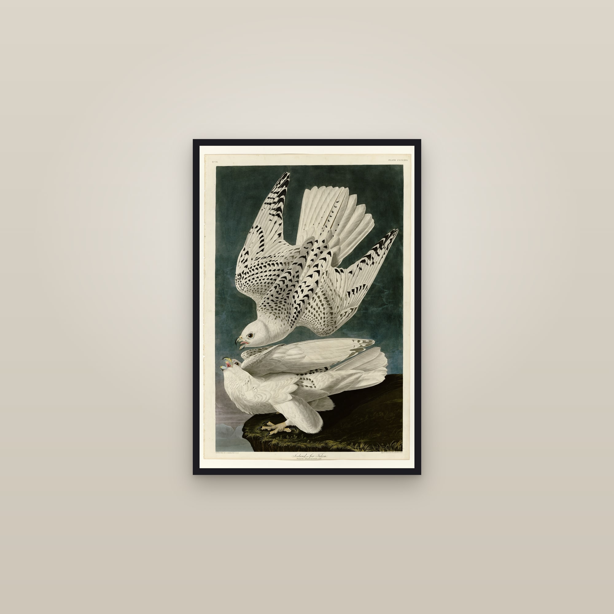 Iceland or Jer Falcon — framed in a gallery setting
