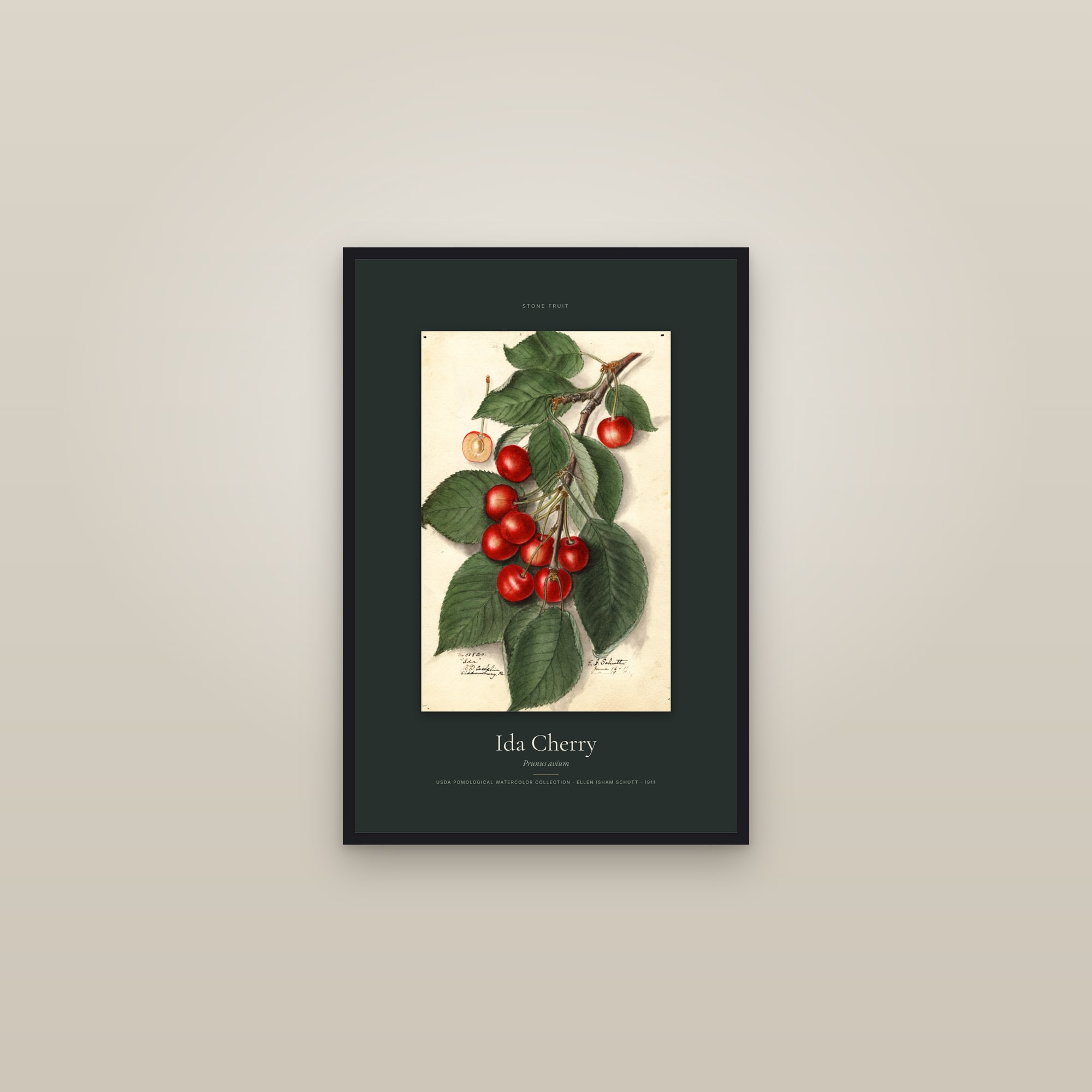 Ida Cherry — Specimen — framed in a gallery setting