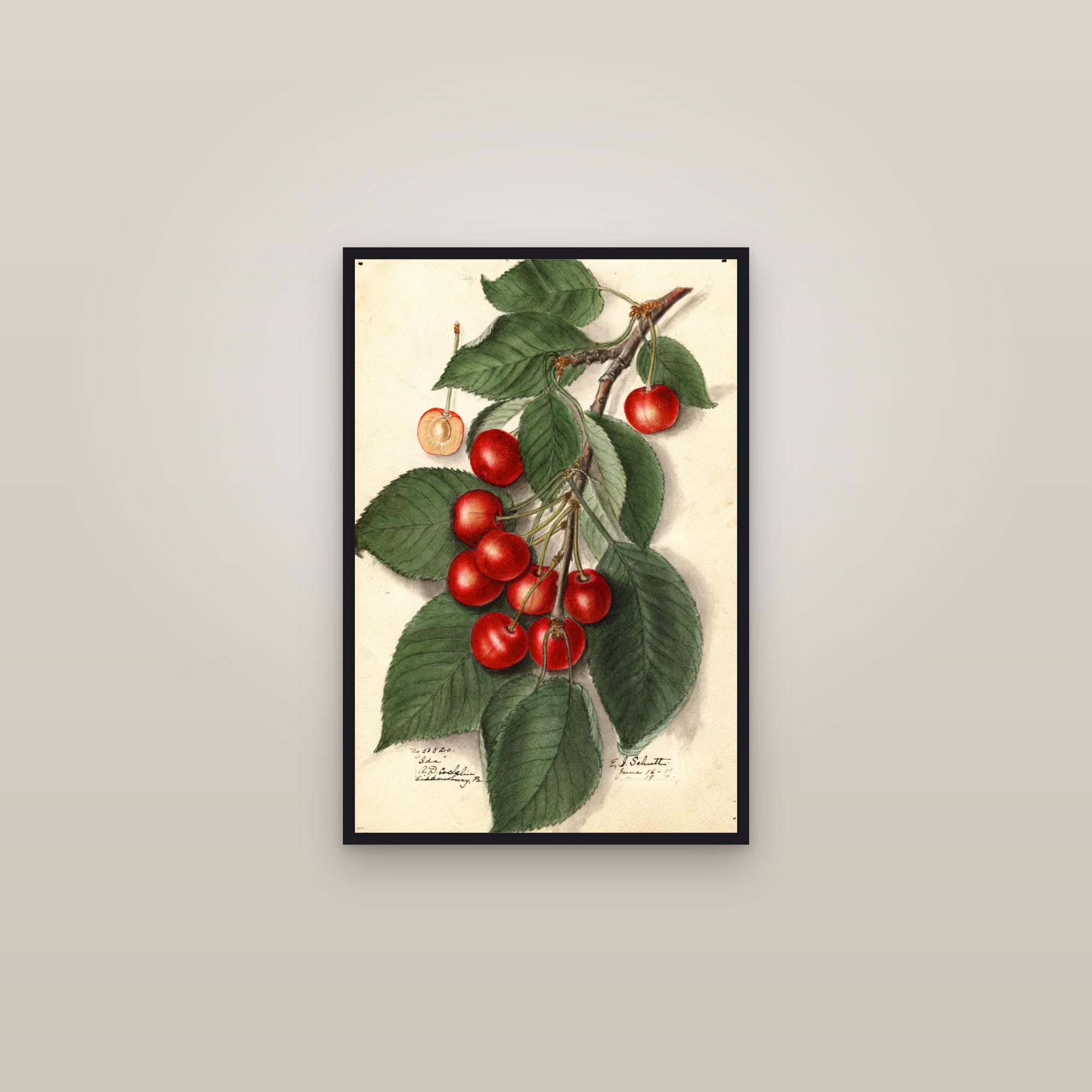 Ida Cherry — framed in a gallery setting