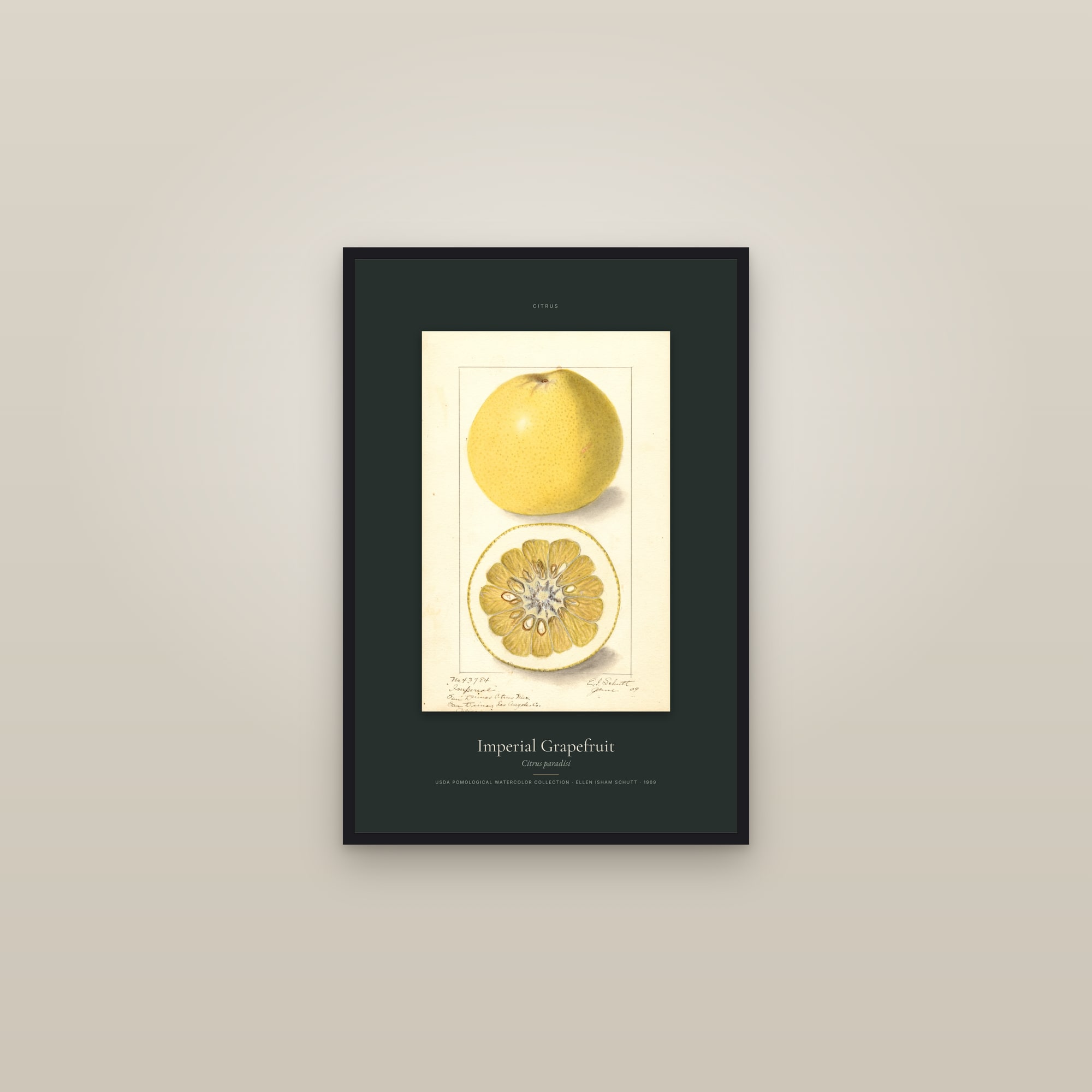 Imperial Grapefruit — Specimen — framed in a gallery setting