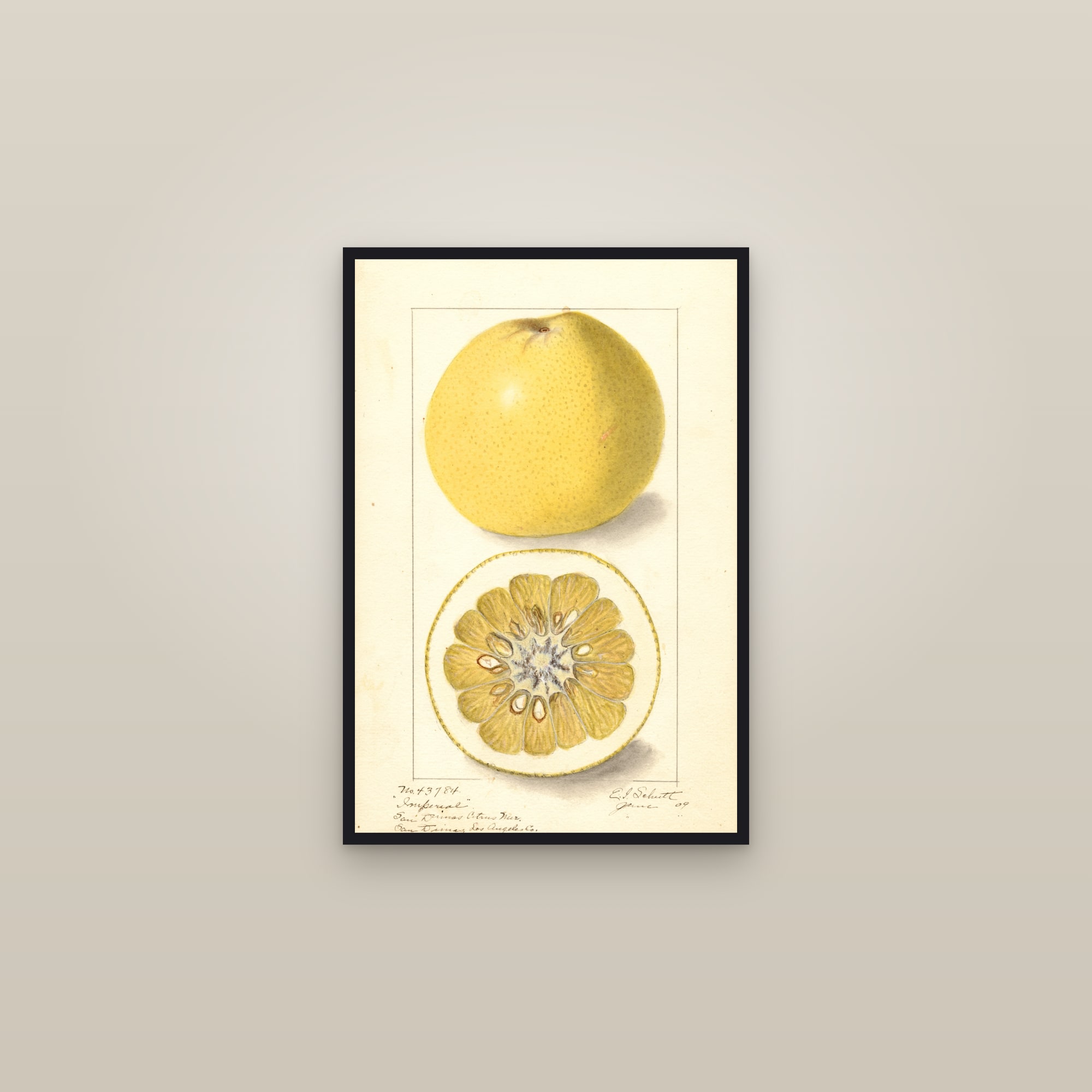 Imperial Grapefruit — framed in a gallery setting