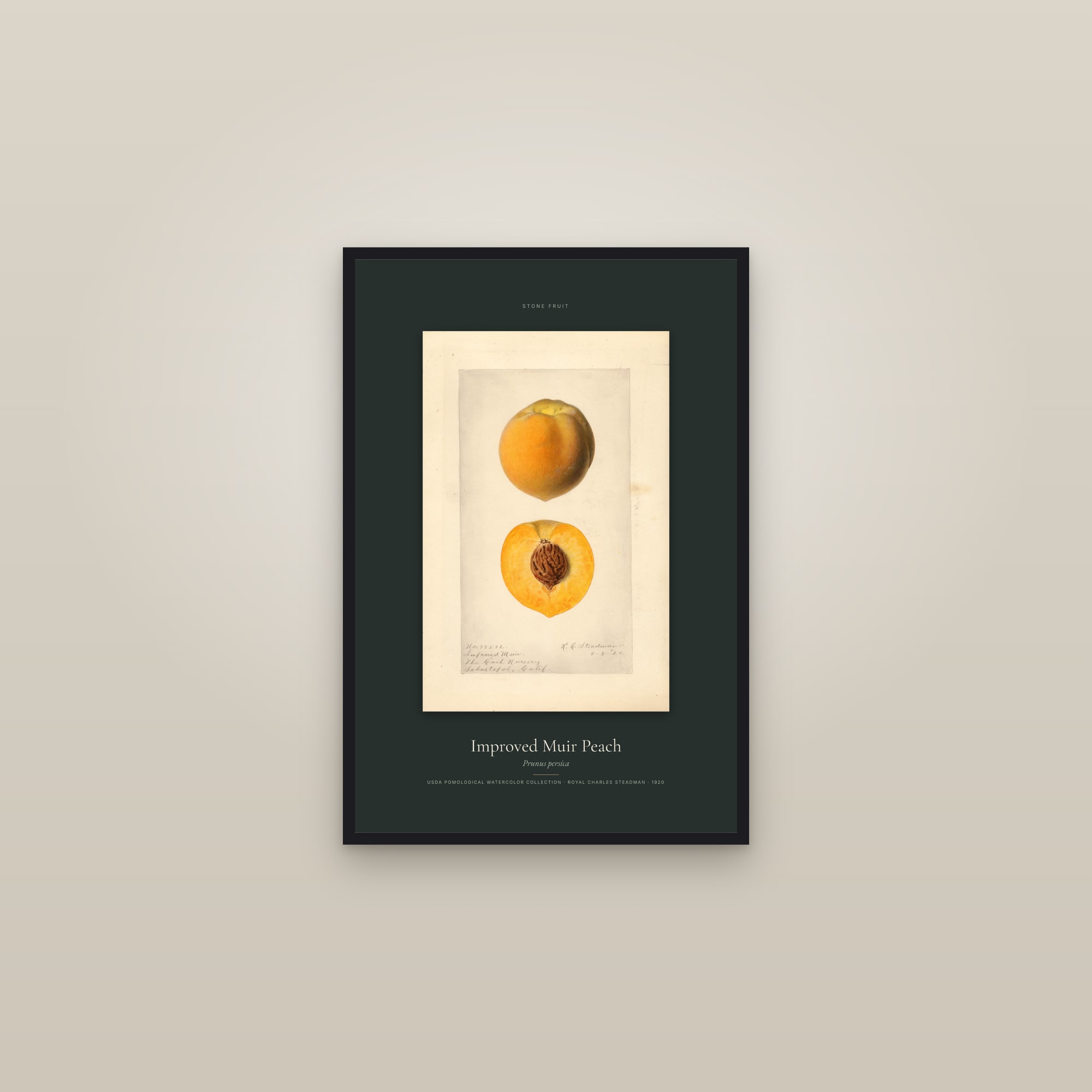 Improved Muir Peach — Specimen — framed in a gallery setting