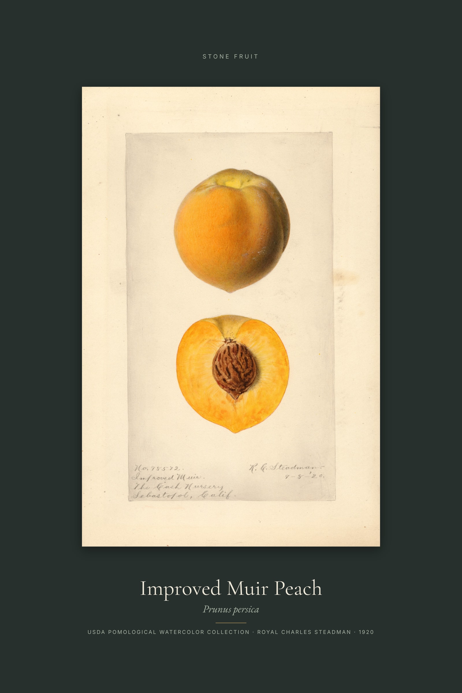 Improved Muir Peach — Specimen