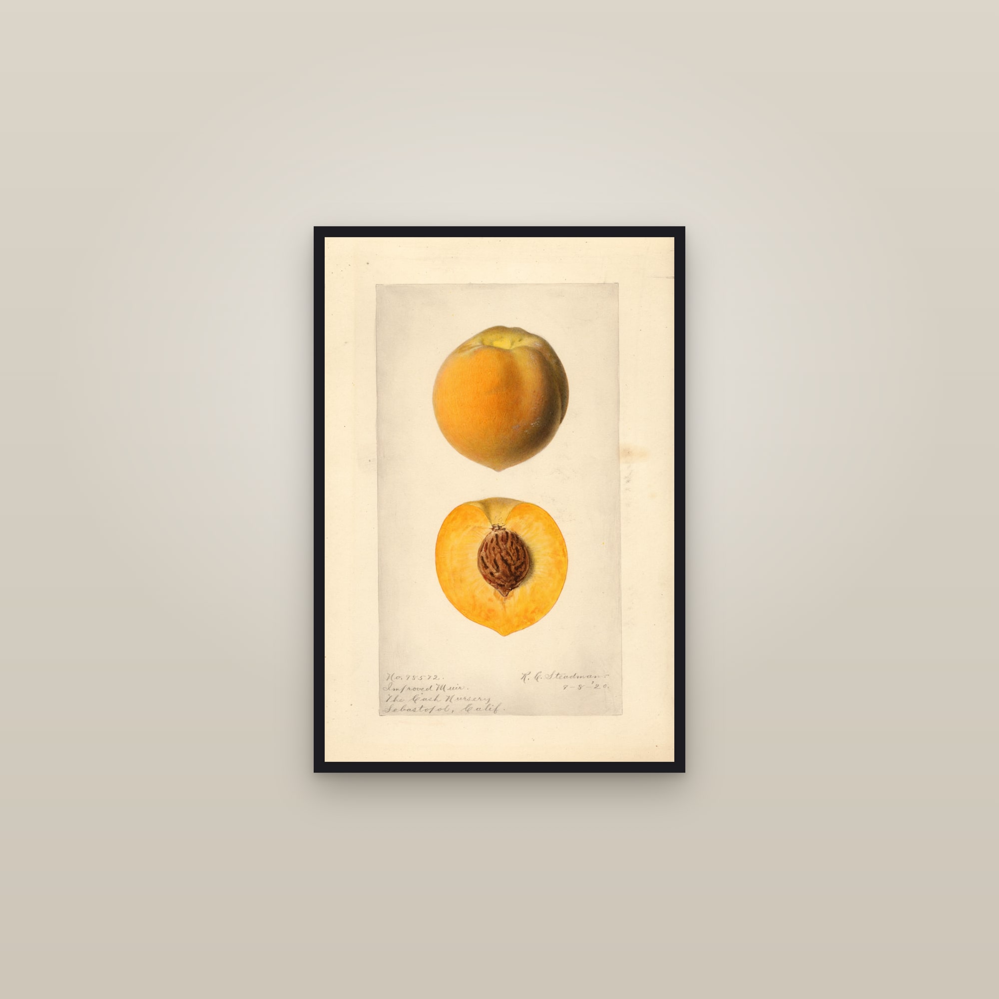 Improved Muir Peach — framed in a gallery setting