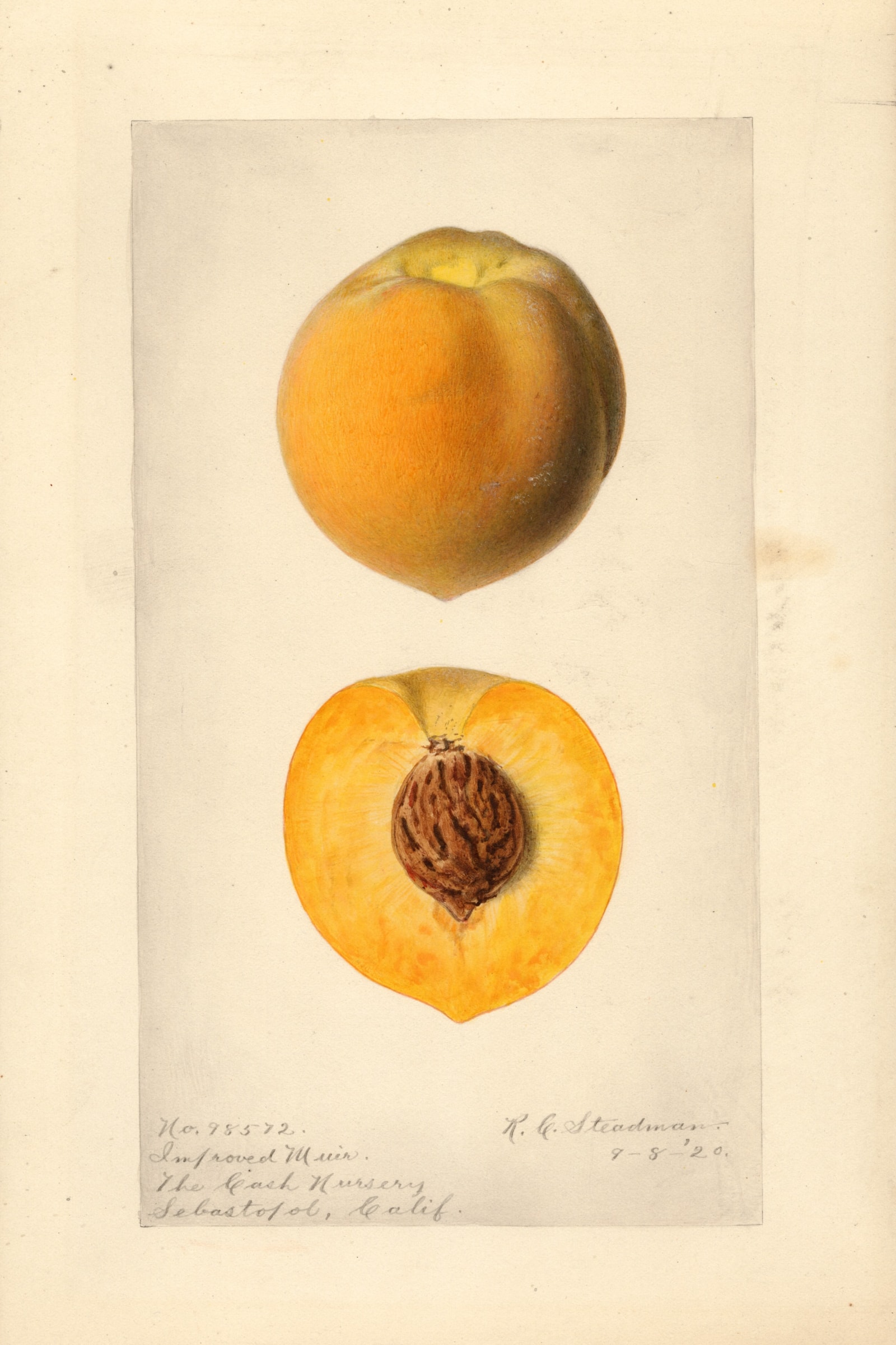 Improved Muir Peach