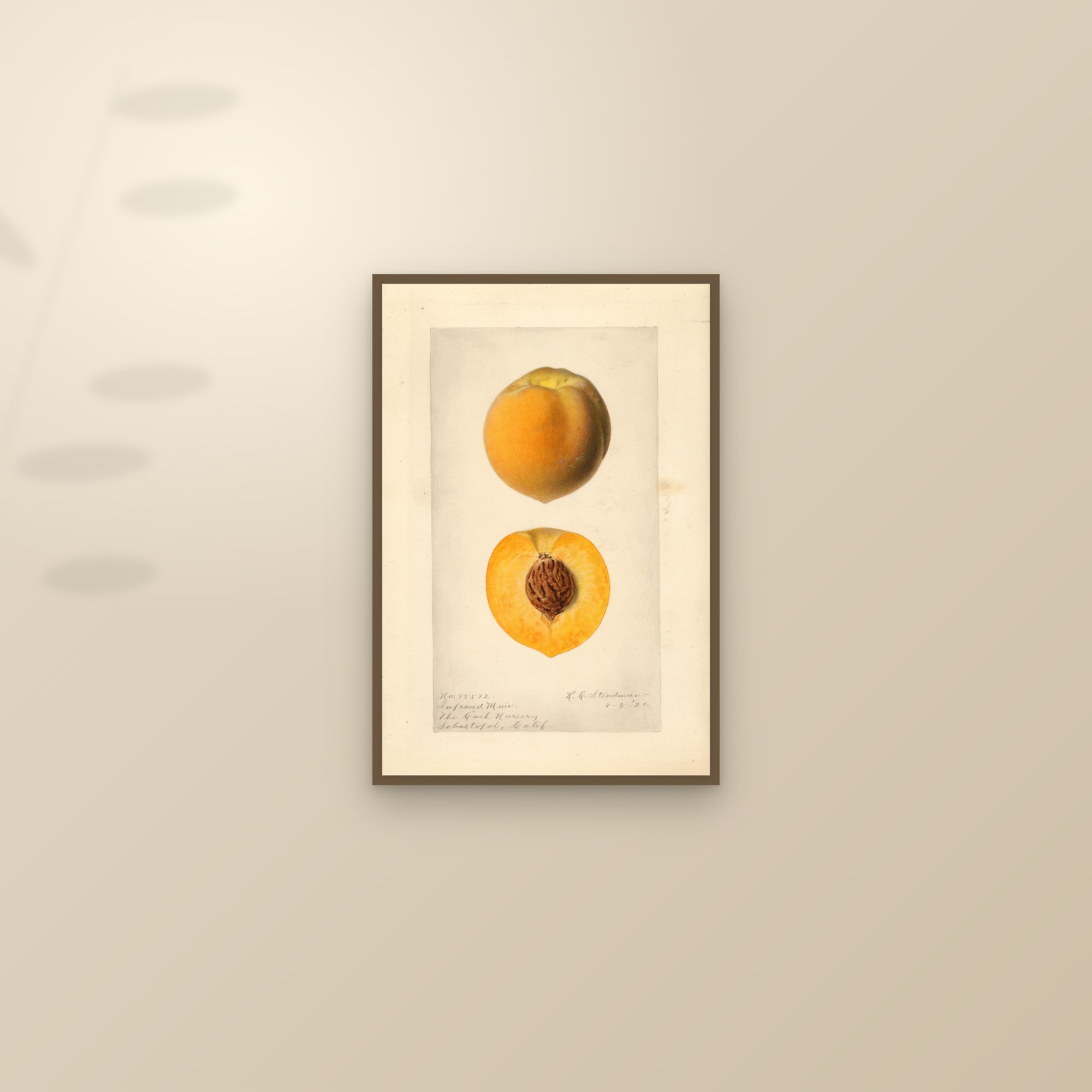 Improved Muir Peach — framed and styled on a sunlit wall