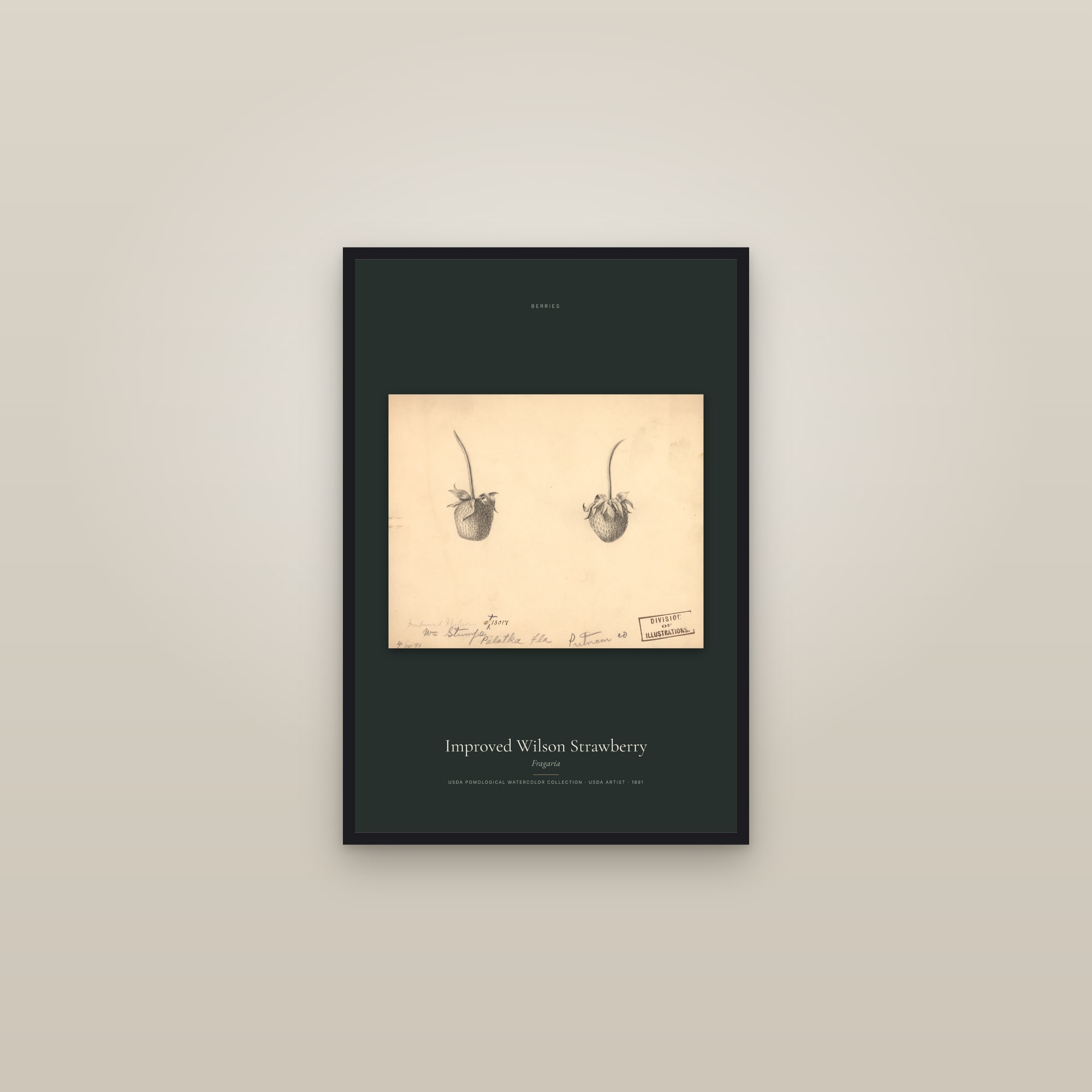 Improved Wilson Strawberry — framed in a gallery setting