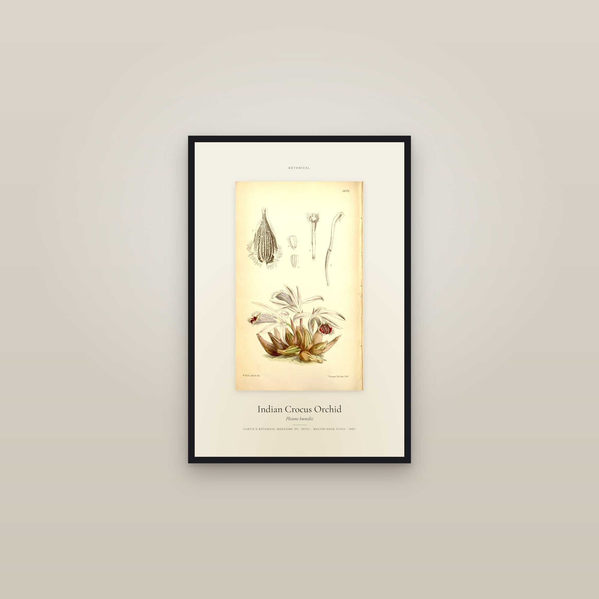 Indian Crocus Orchid — Specimen — framed in a gallery setting