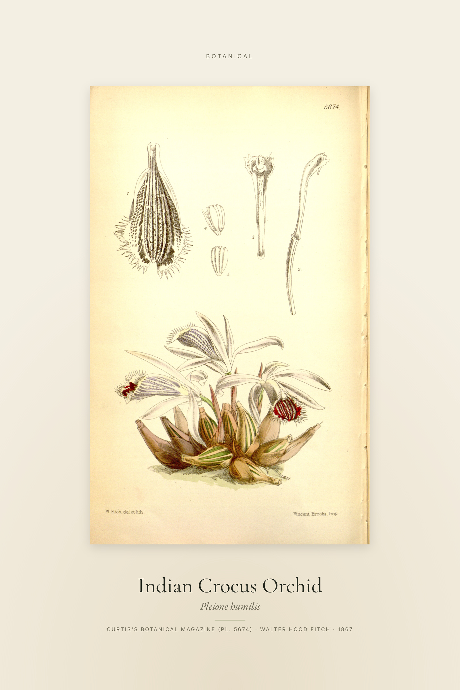 Indian Crocus Orchid — Specimen