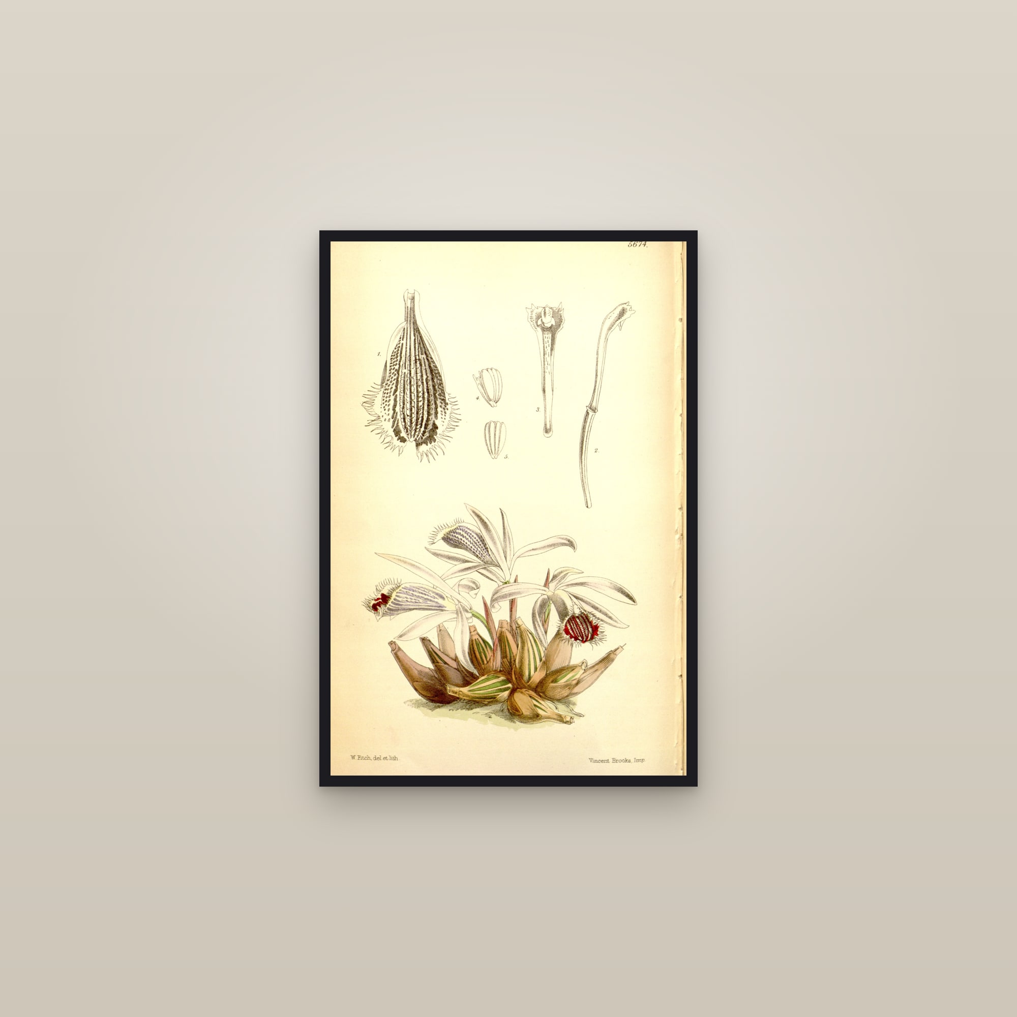 Indian Crocus Orchid — framed in a gallery setting