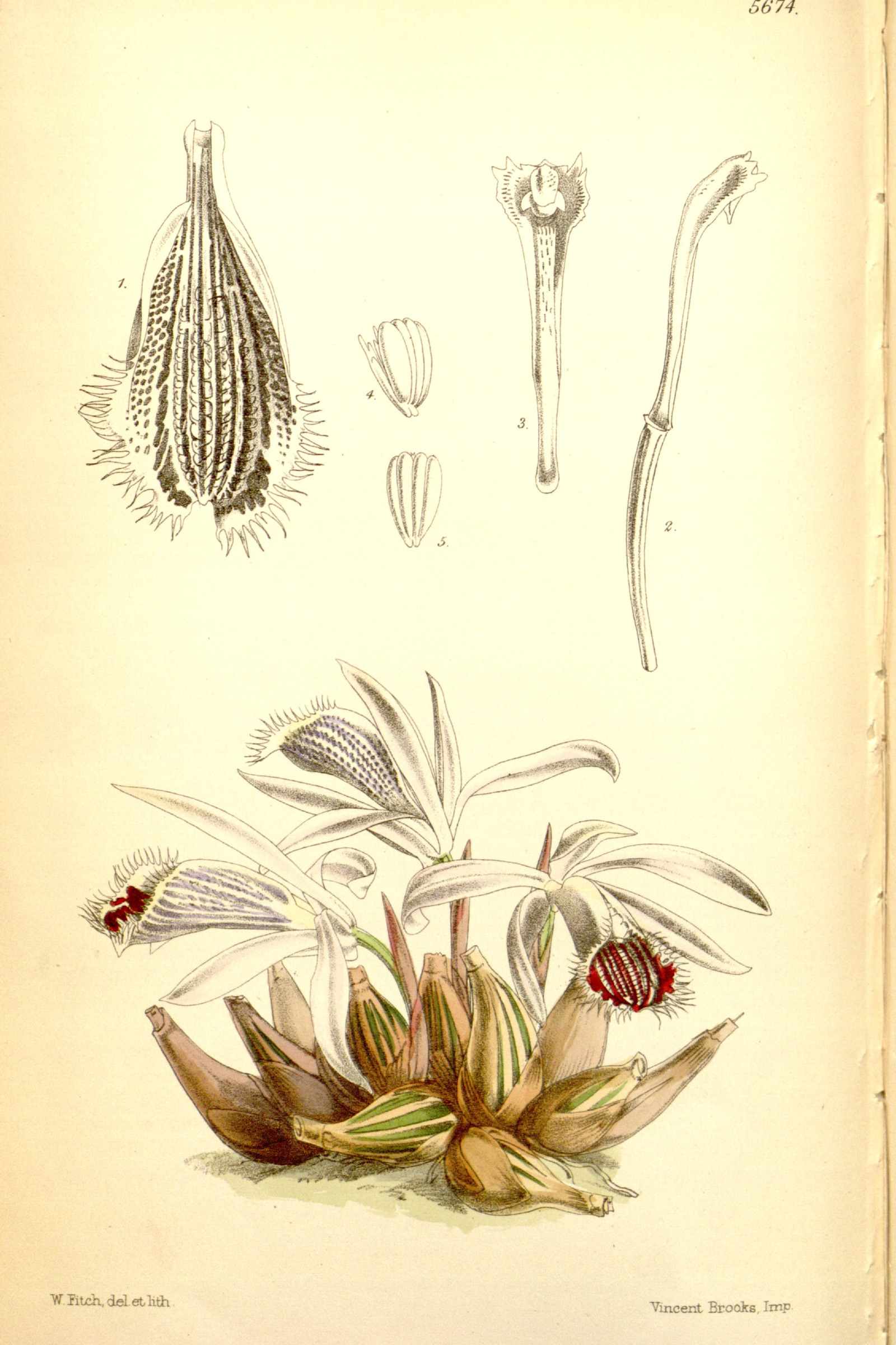 Indian Crocus Orchid