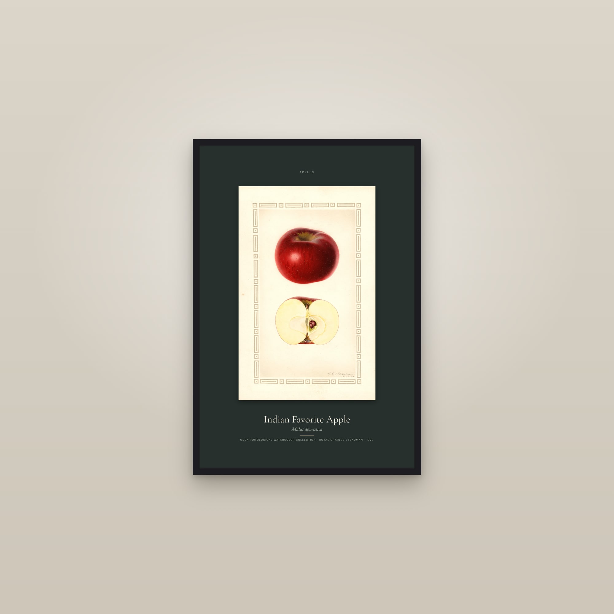 Indian Favorite Apple — Specimen — framed in a gallery setting
