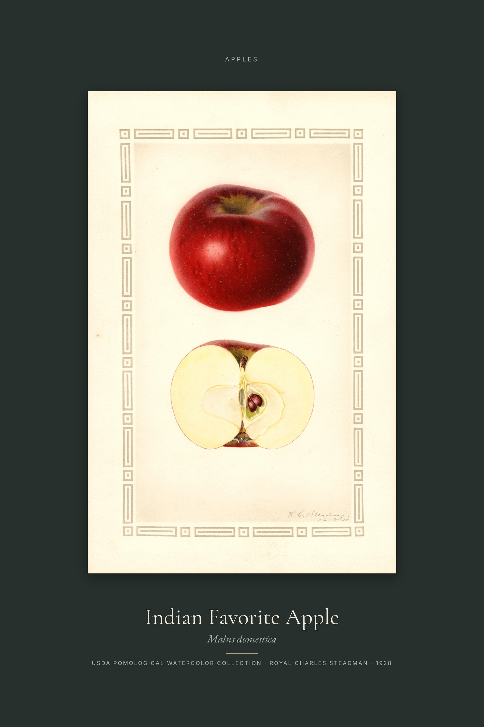 Indian Favorite Apple — Specimen
