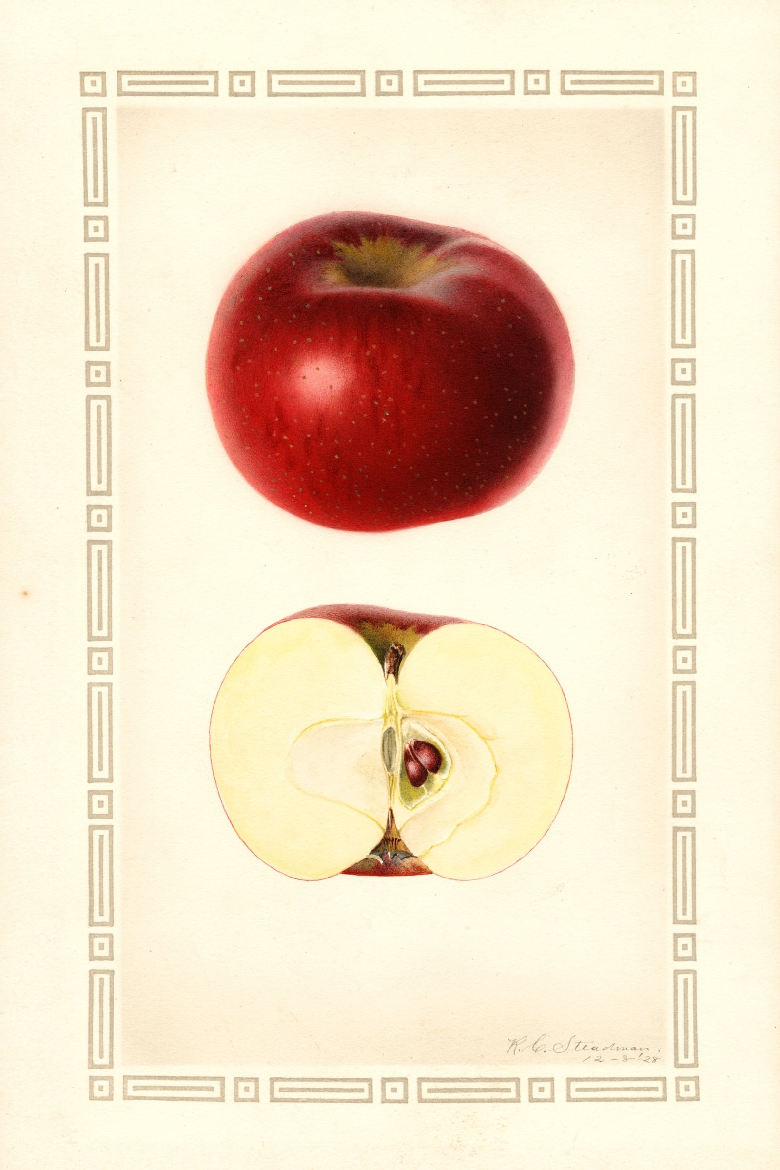 Indian Favorite Apple
