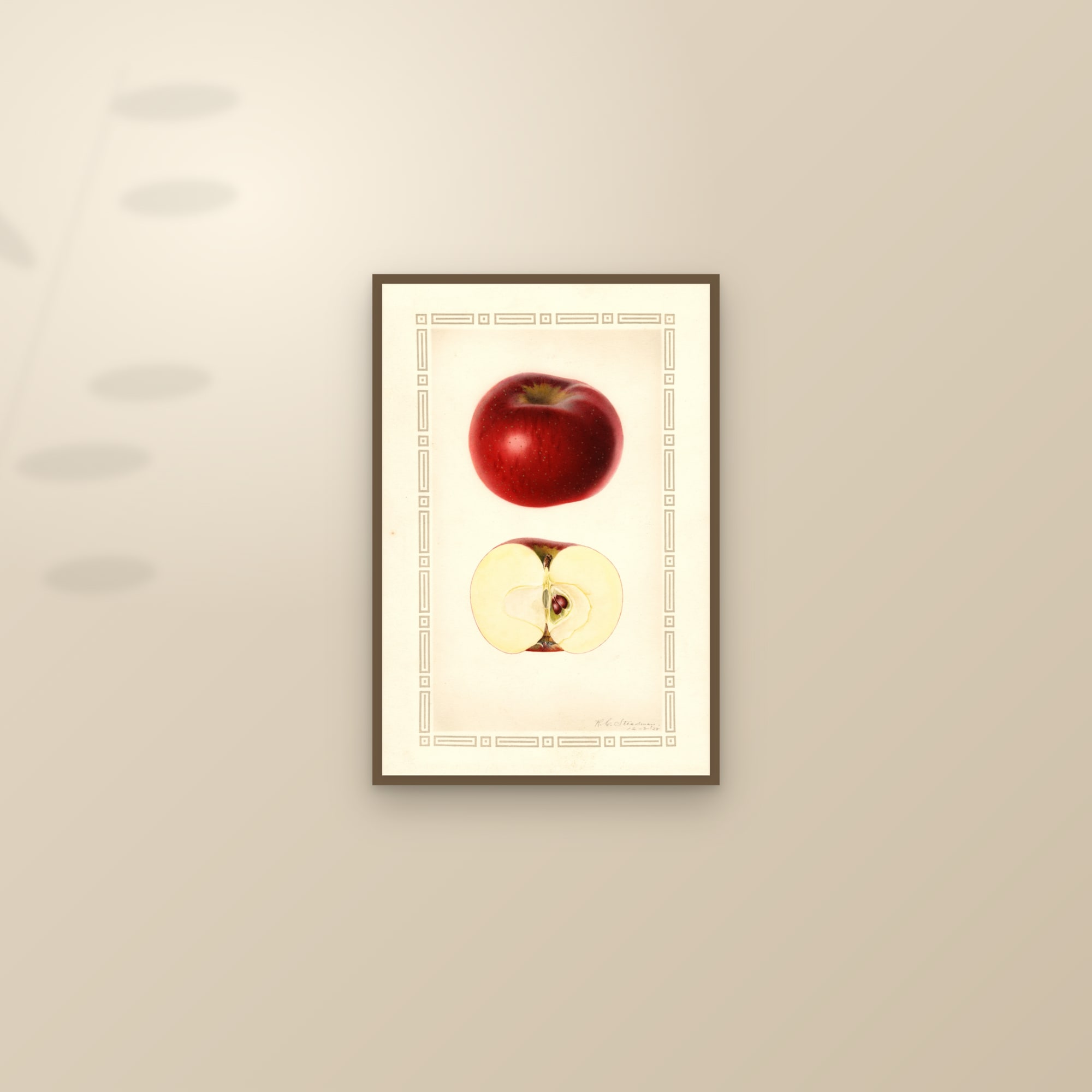 Indian Favorite Apple — framed and styled on a sunlit wall