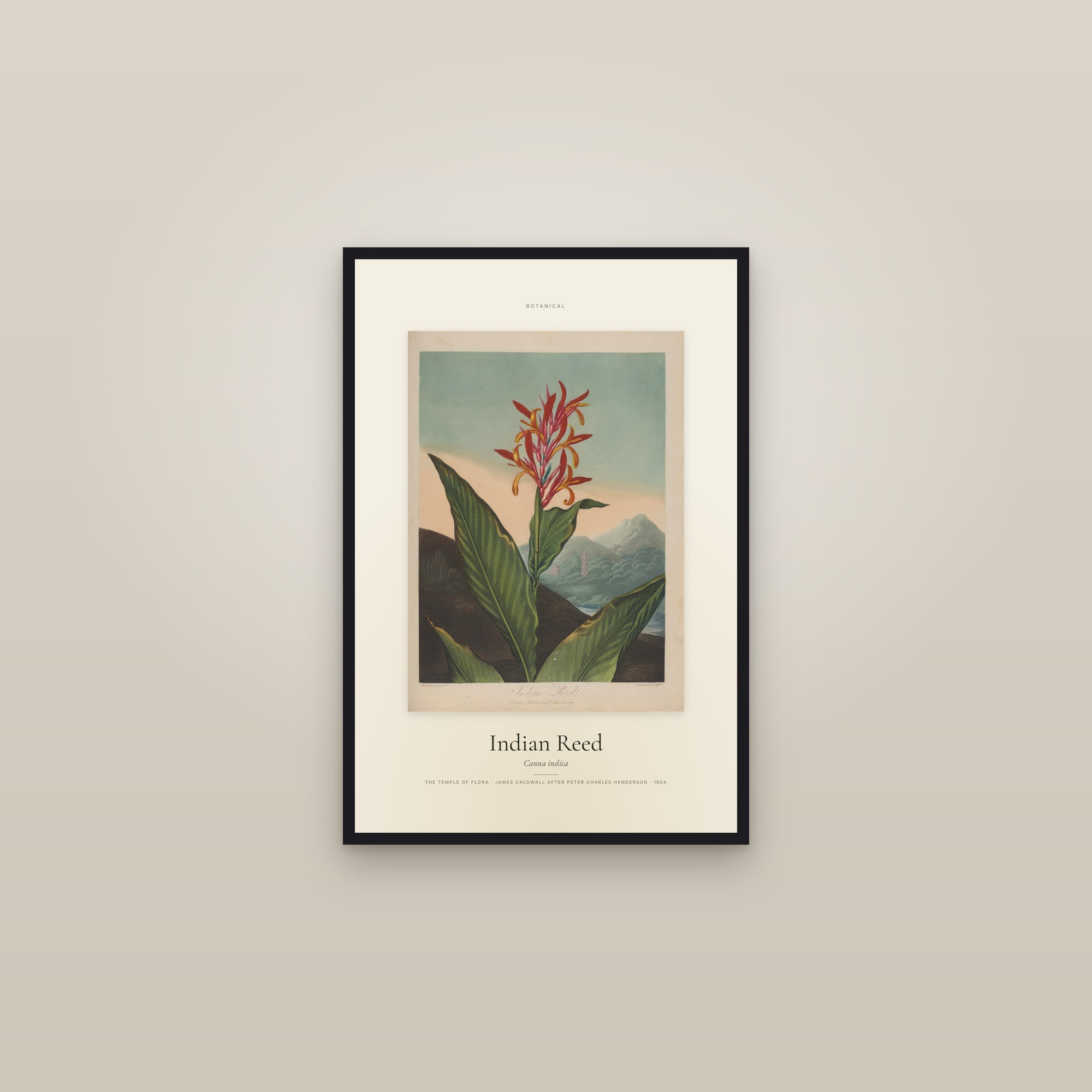 Indian Reed — Specimen — framed in a gallery setting