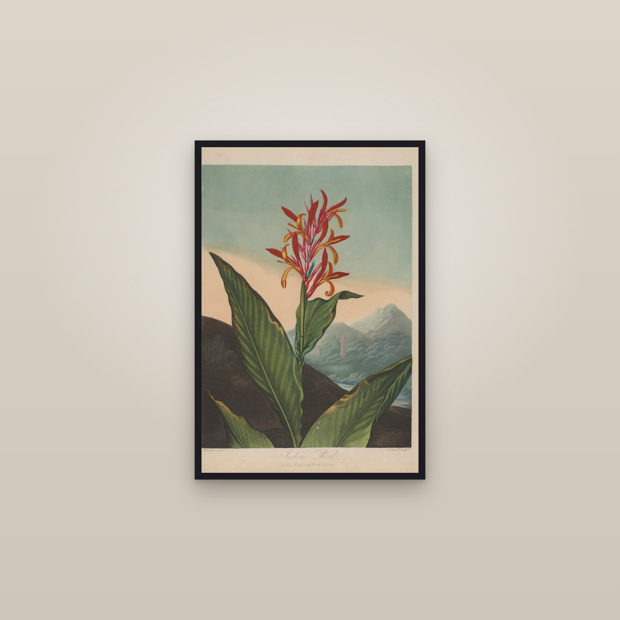 Indian Reed