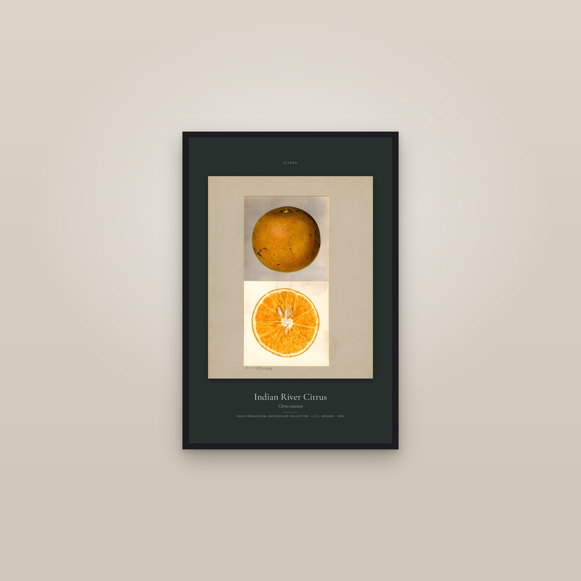 Indian River Citrus — Specimen — framed in a gallery setting
