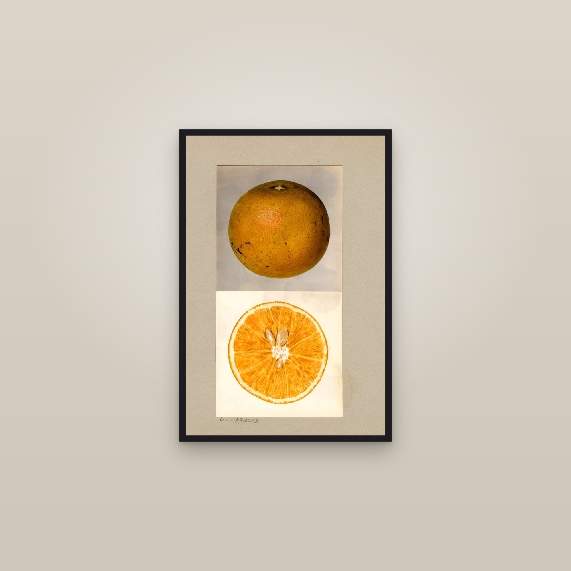 Indian River Citrus — framed in a gallery setting