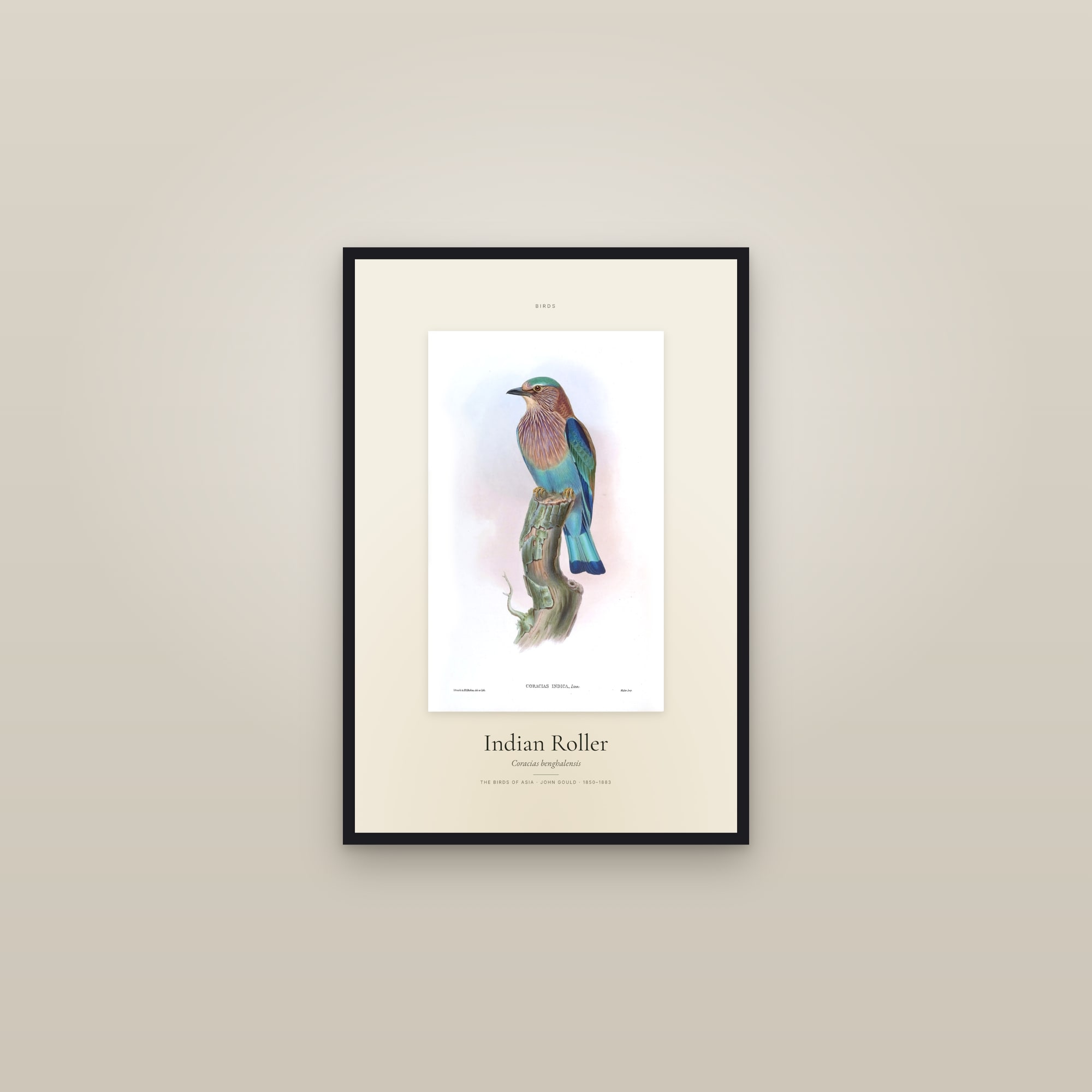 Indian Roller — Specimen — framed in a gallery setting