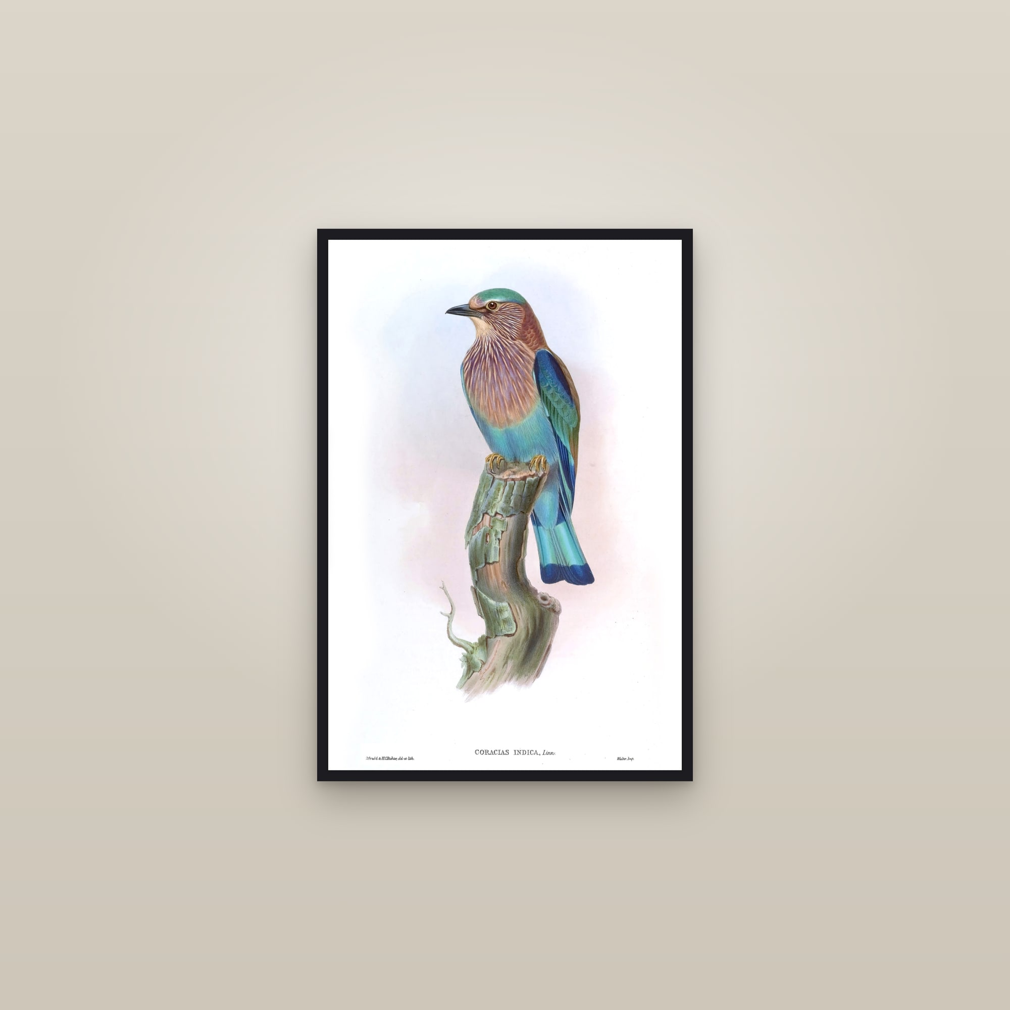 Indian Roller