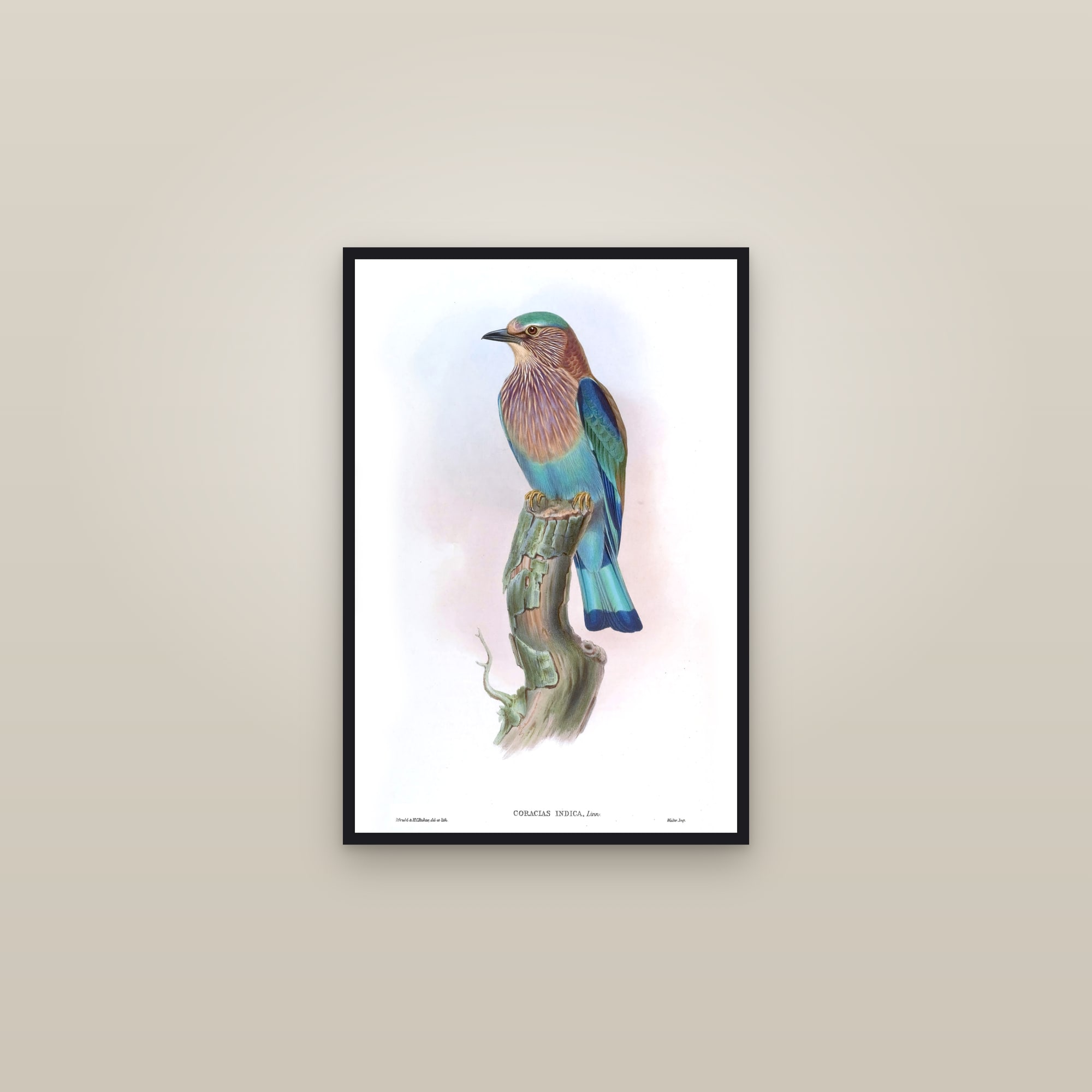 Indian Roller — framed in a gallery setting